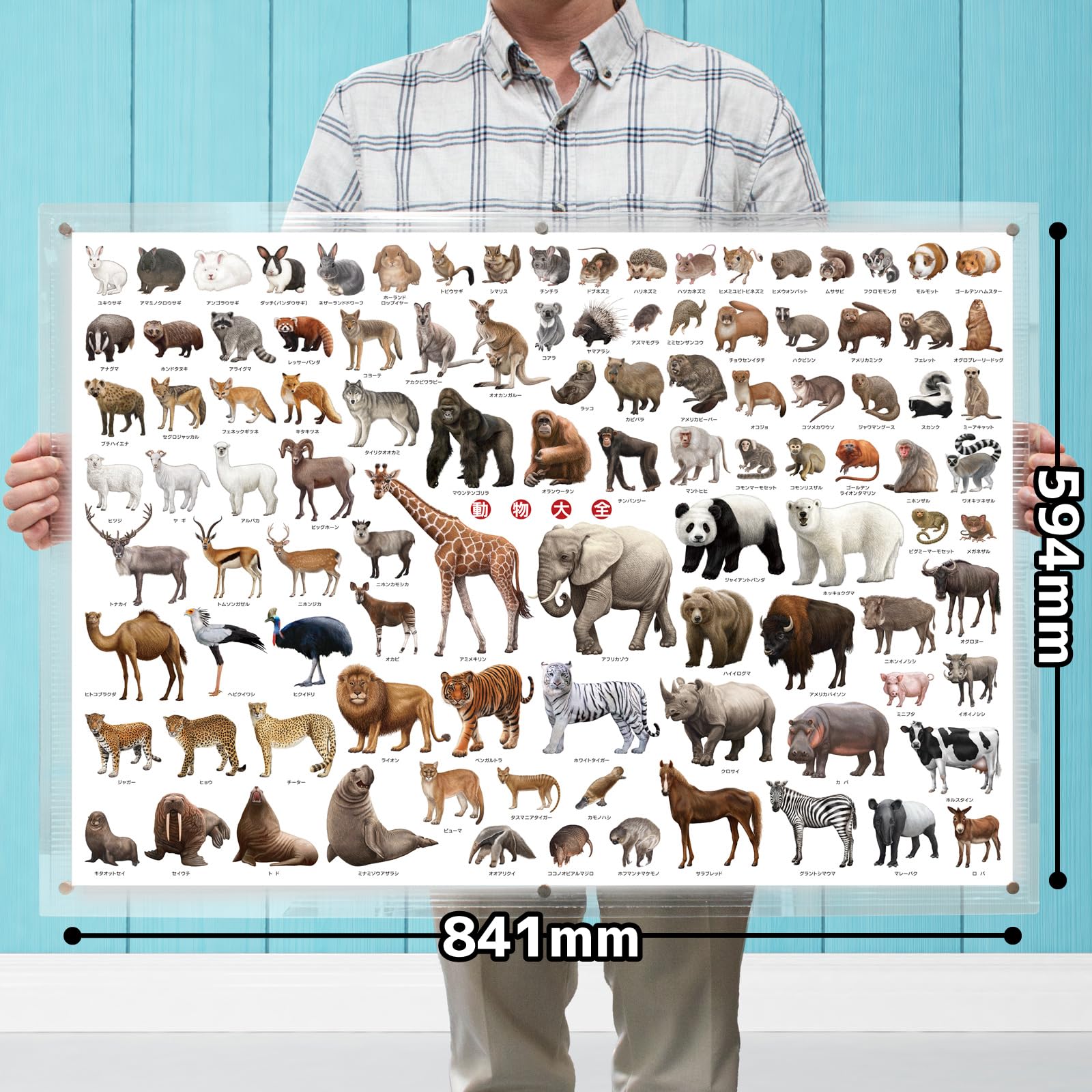 Amazon.co.jp: ザ・アクセス【動物大全 A1ポスター】動物 アニマル 
