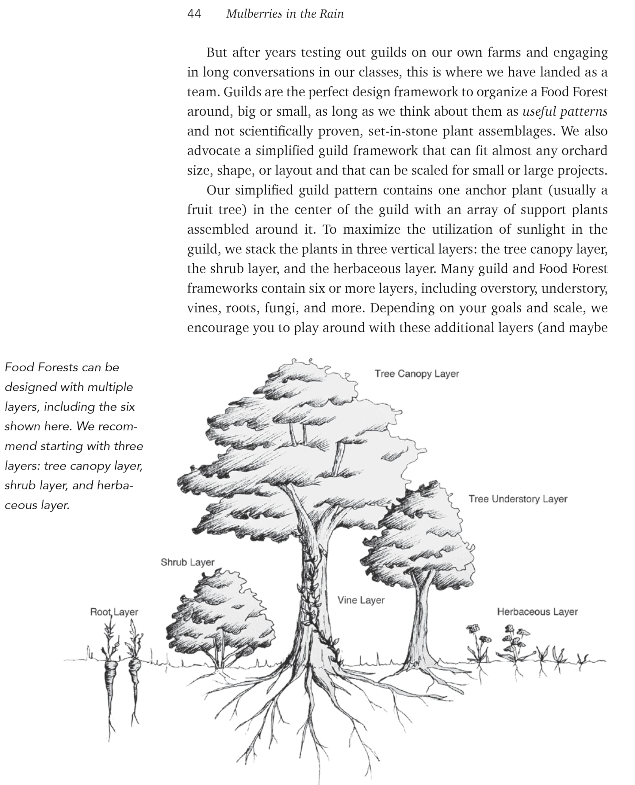 Mulberries in the Rain: Growing Permaculture Plants for Food and Friendship