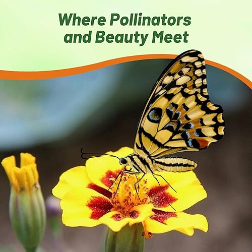 Miniatura 4 de Outsidepride 500 semillas anuales Tagetes Patula francesa caléndula delicadas flores de jardín Marietta para plantar