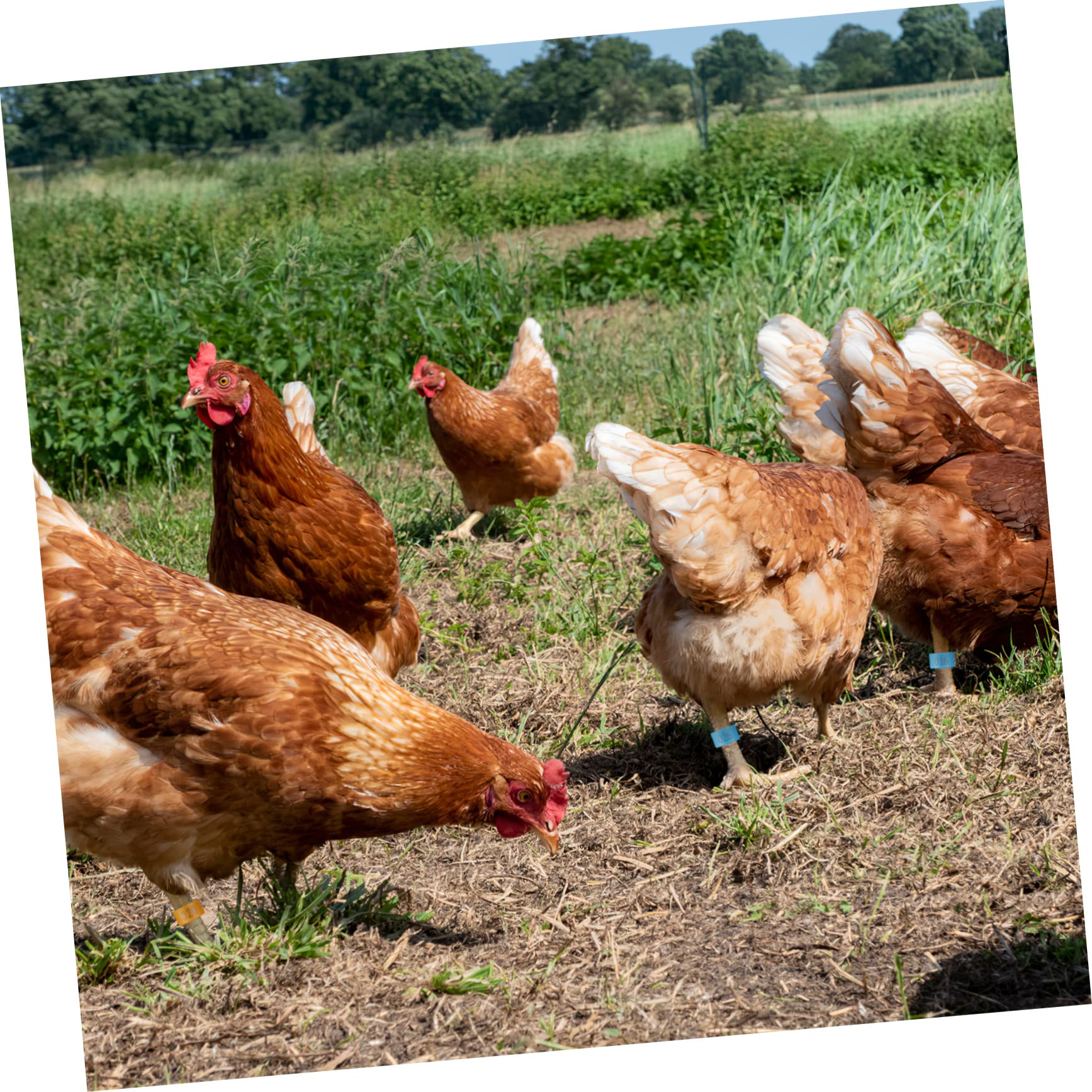 200 Uds Anillo De Tobillo De Pollo Anillos para Patas De Paloma Anillos para Pies Bandas para Patas para Pollos Bandas para Patas De Pollo Numeradas Bandas para Patas De Paloma