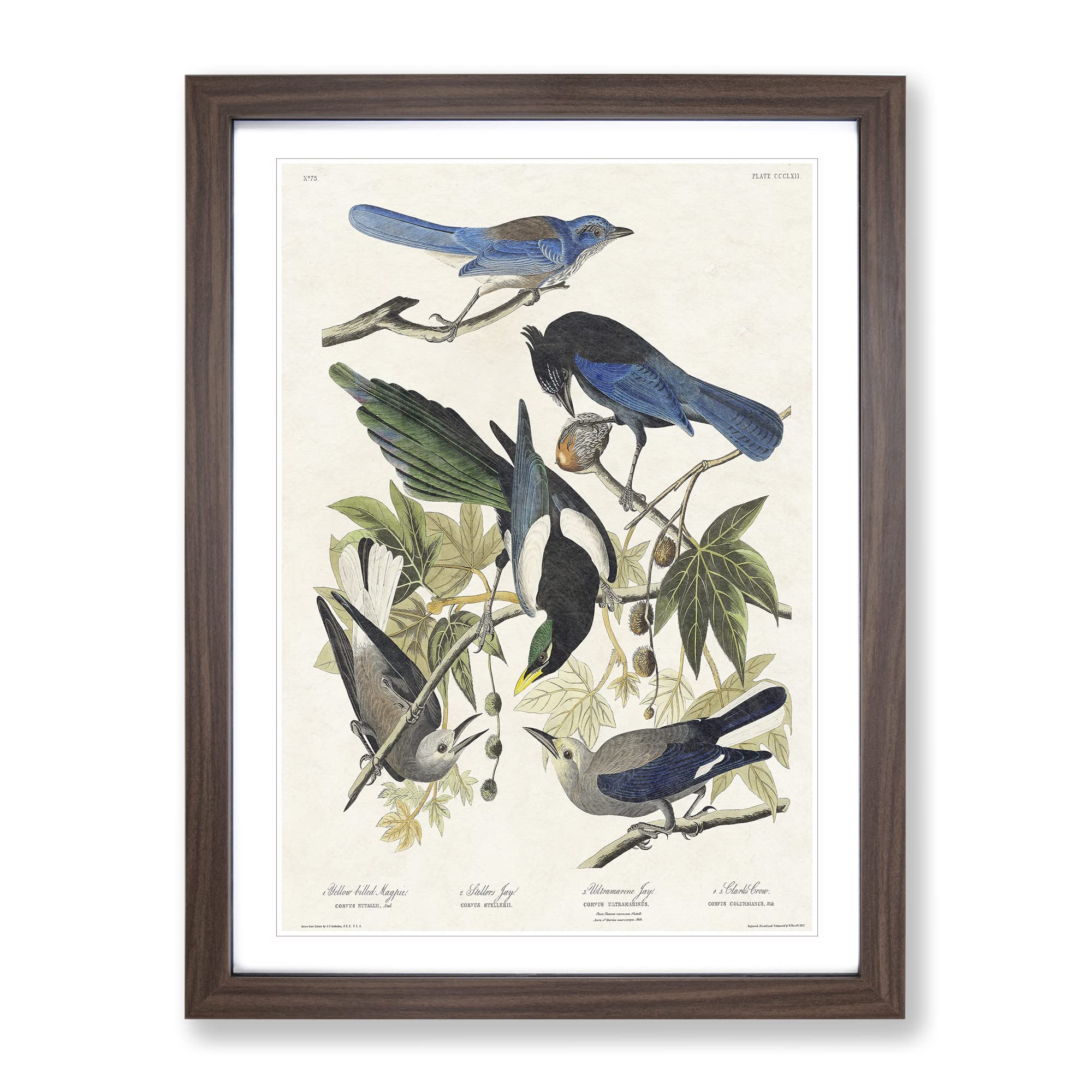 Magpie, Crow & Jay Birds By John James Audubon Vintage Framed Wall Art Print