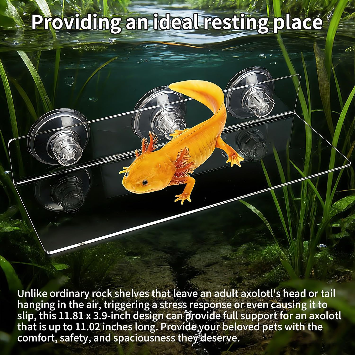 11.8 Inch Axolotl Hammock Ledge with Ceramic Dish and 3 Suction Cups | Secure Wall Mounting Creates a Comfortable Elevated Spot for Resting, Climbing and Feeding in Smooth-Sided Tanks