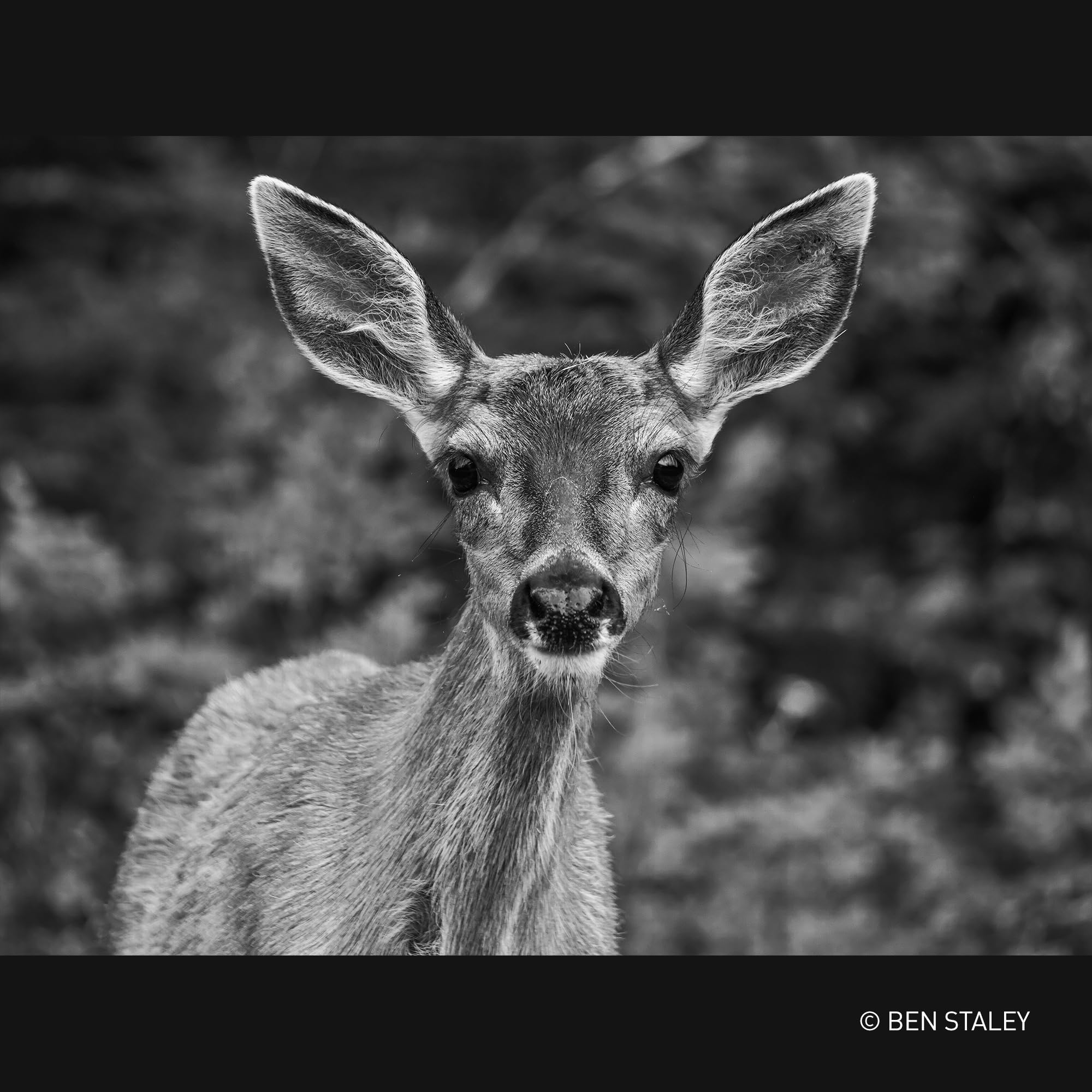 Panasonic Lumix H-RSA100400E Leica DG Vario-Elmar 100-400 mm Ultra Zoom F4.0-6.3 Objektiv, Micro Four Thirds Objektiv, Teleobjektiv, Power OIS, Spritz-/Staub-/frostbeständig, ideal für Video, Schwarz