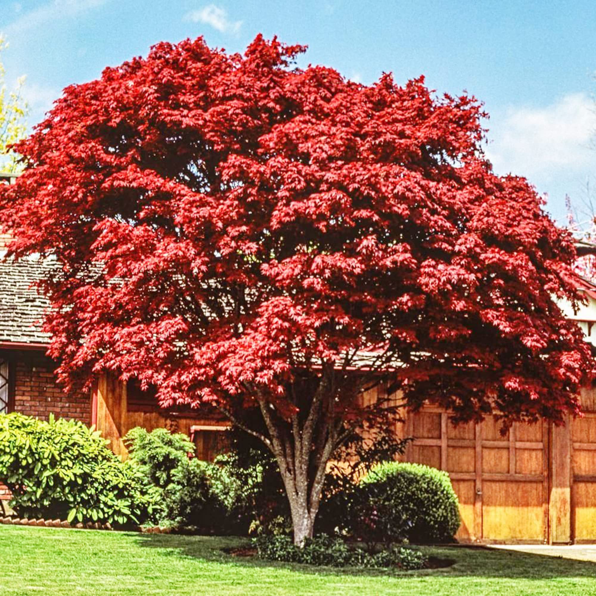 メープル❣️ Amazon.com : QAUZUY GARDEN 10 Japanese Maple Palmate Maple Acer