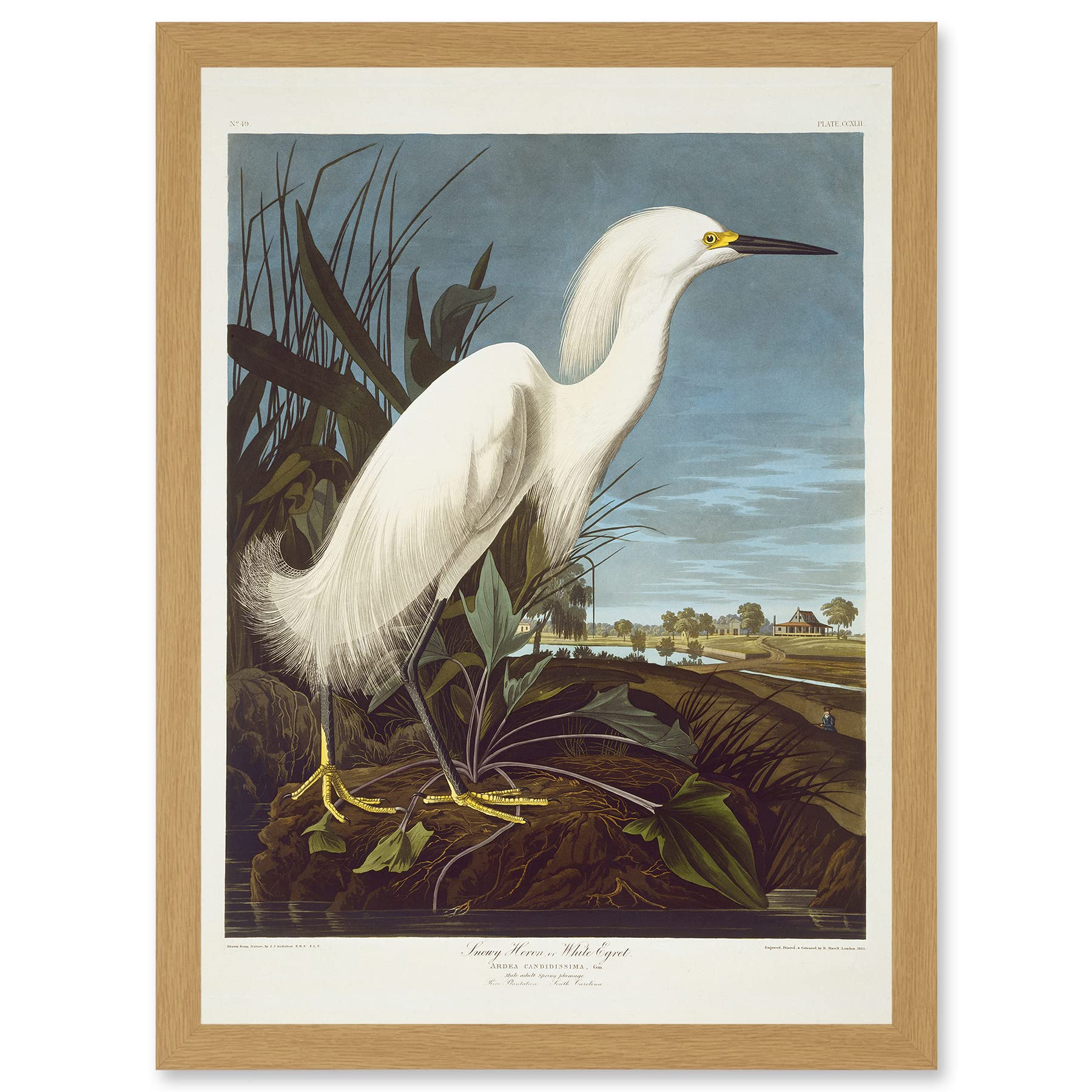 Artery8 Painting Bird Audubon Snowy Heron Egret Artwork Framed Wall Art Print A4