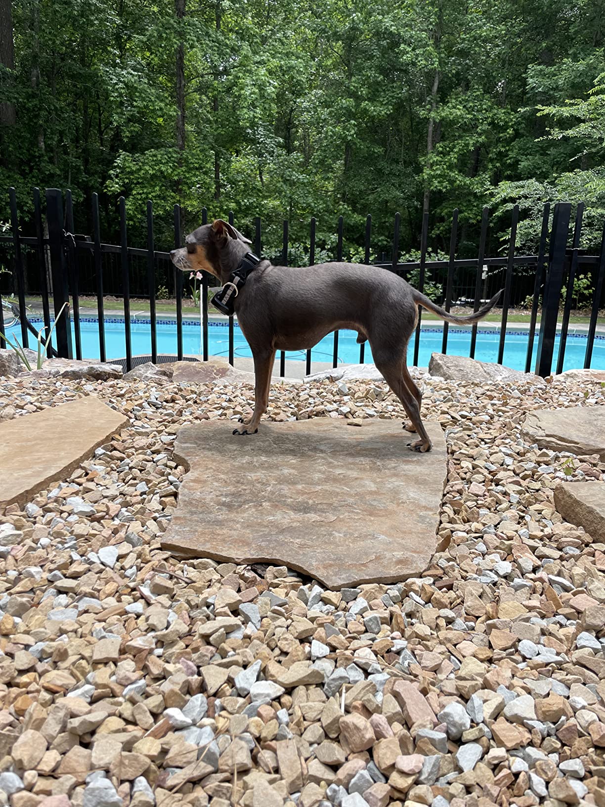 17/mo Finance COVONO GPS Wireless Dog Fence, 2023 Upgraded Electric