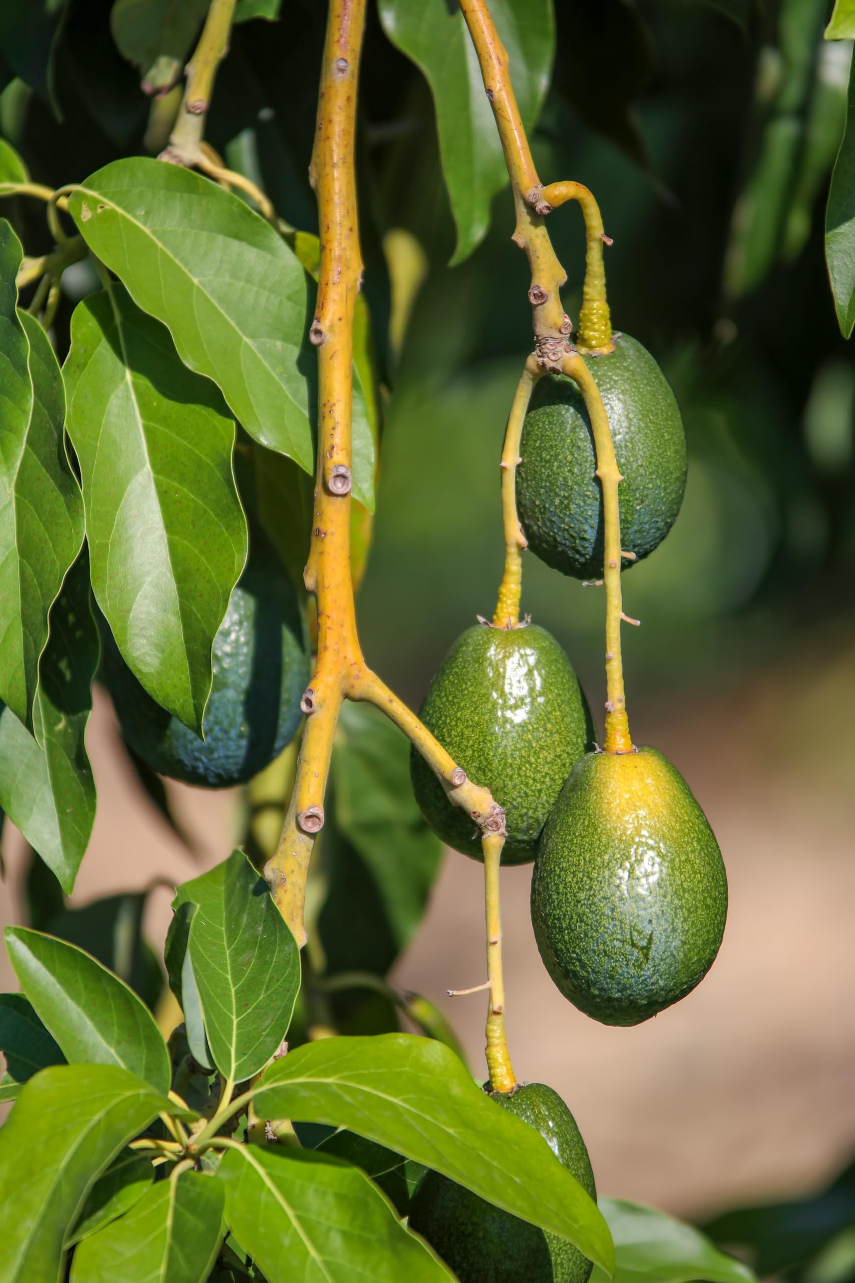 CHOSA Bio Avocadoöl Kaltgepresst Nativ 1 liter - Avocado Öl 100% Reines ohne Zusatzstoffe - Avocado Oil Für Gesicht, Haare, Körper, Haut, Nägel, Kosmetik - 1l, 1000 ml