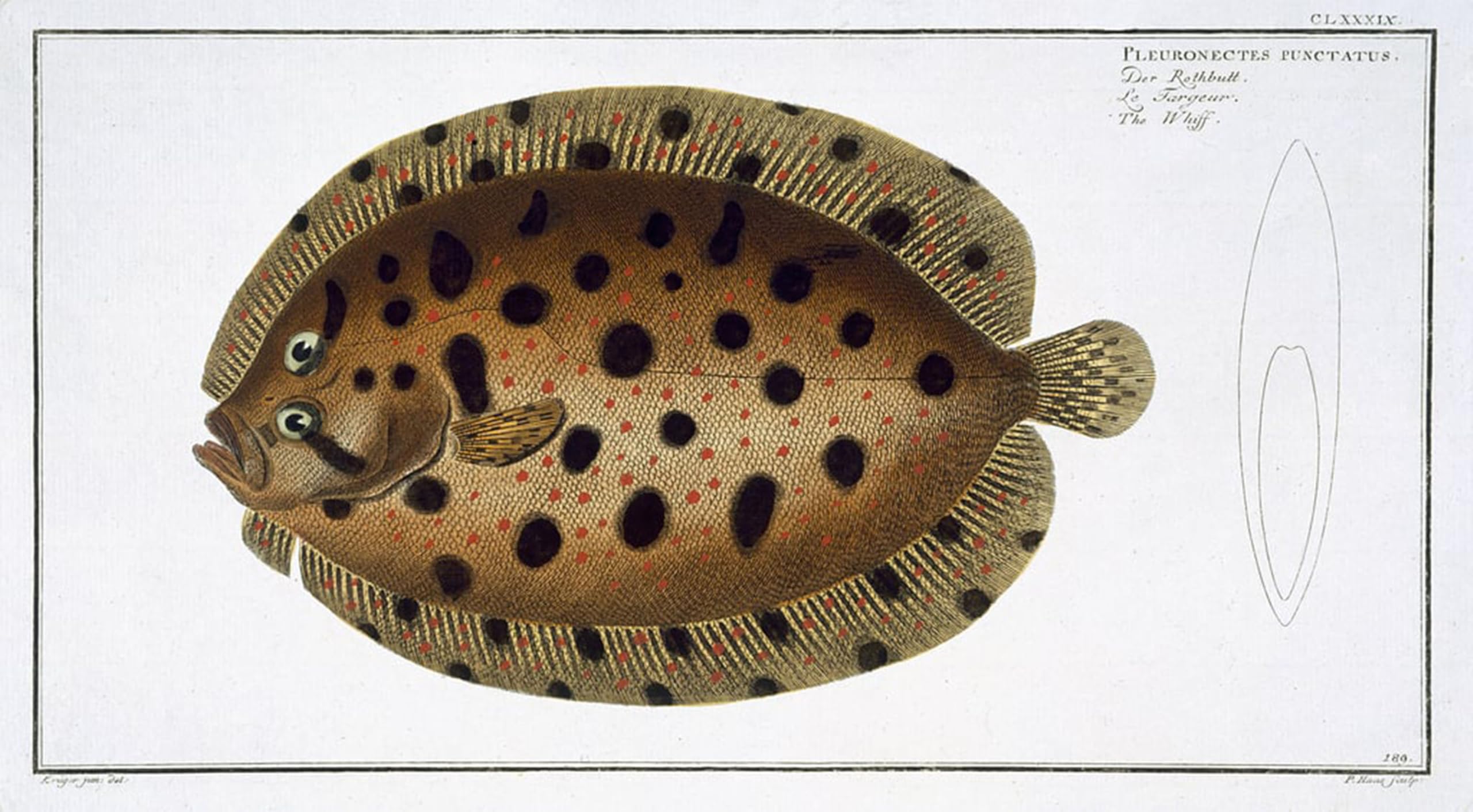 SERENDIPITP Vintage Picture Print on Canvas Wall Art Poster the Whiff Plate Clxxxix From Ichthyologie by Ludwig Kruger Artwork Print Poster for Wall Decor 60x90cm