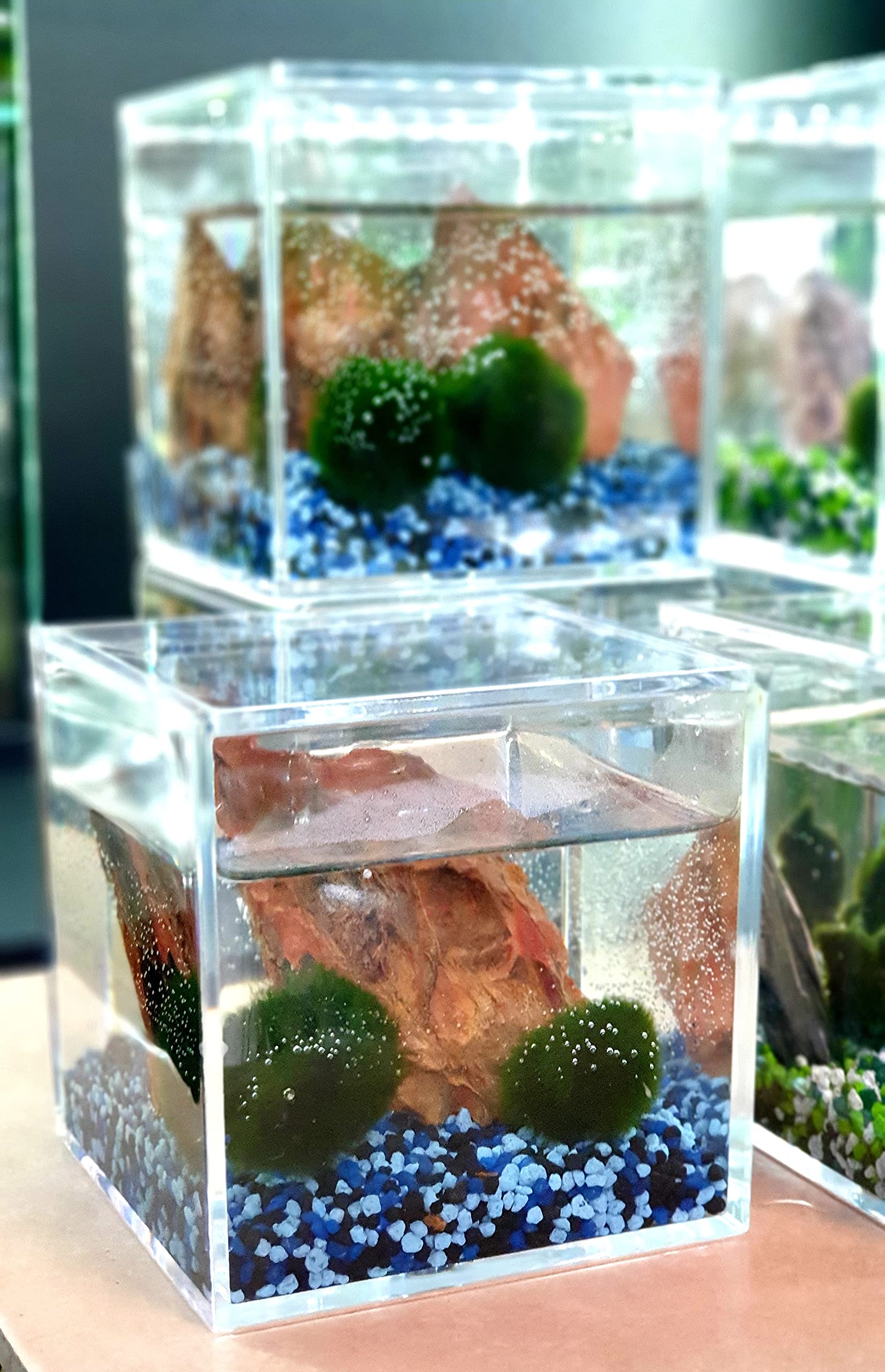 Coppia di Alga Marimo Chladophora Aegagropila in cubo di plexiglass 10x10cm con ghiaino decorativo e roccia