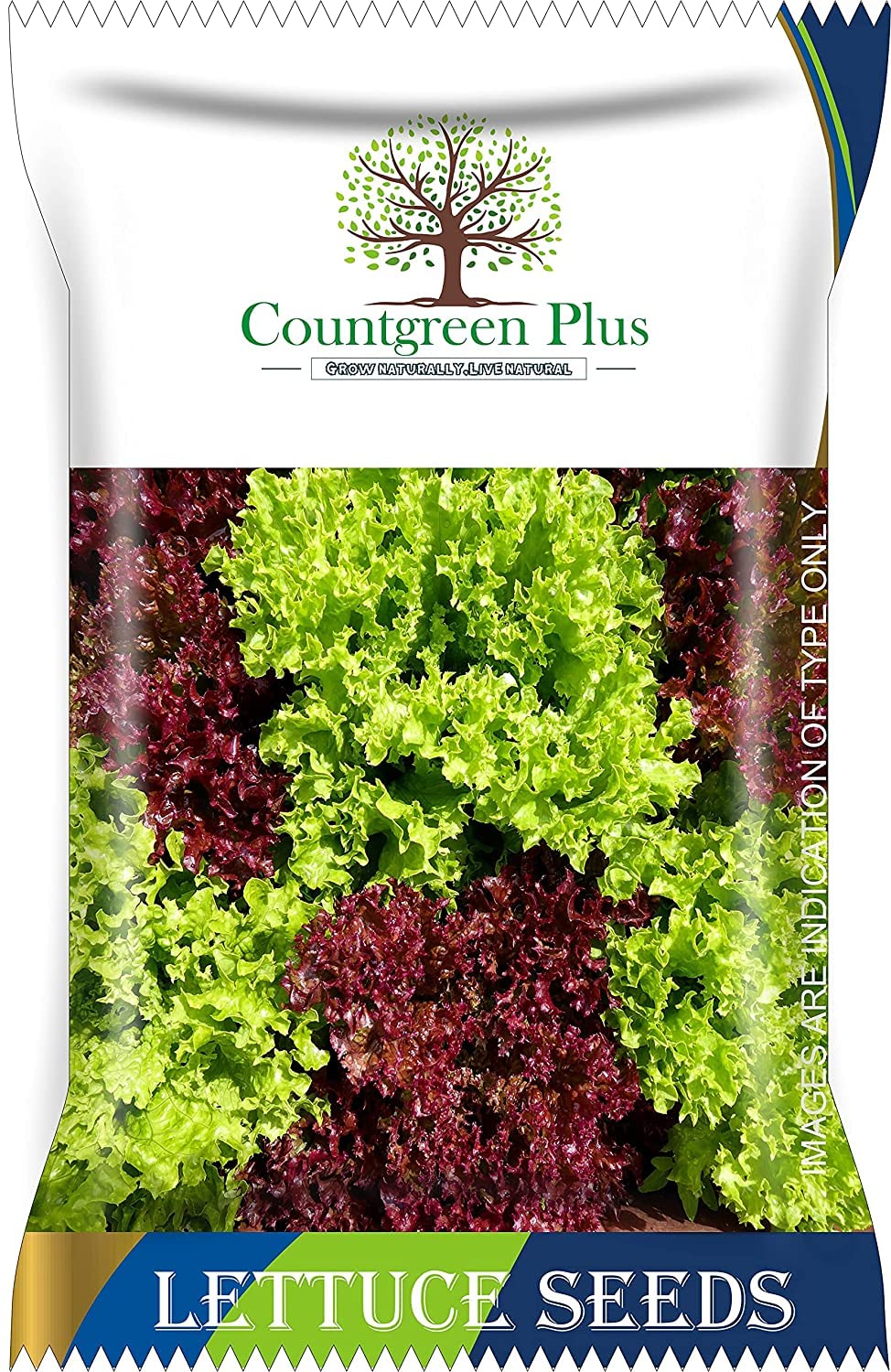 Countgreen Plus Lettuce Green Leaf/Batavia Organic Vegetable 400 Seeds Sow and Grow Fresh Healthy Seed in Your Garden Perfect for Home & Terrace Gardening (Pack of 1) (B0921WYR5D) Amazon Price History, Amazon Price Tracker