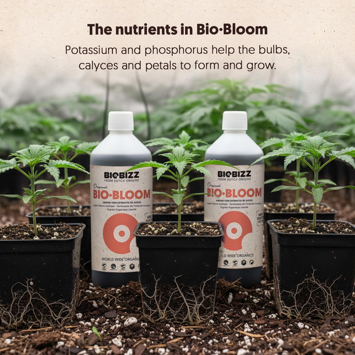Amazon.com : BioBizz 1L Bio-Bloom Liquid Fertiliser - Certified