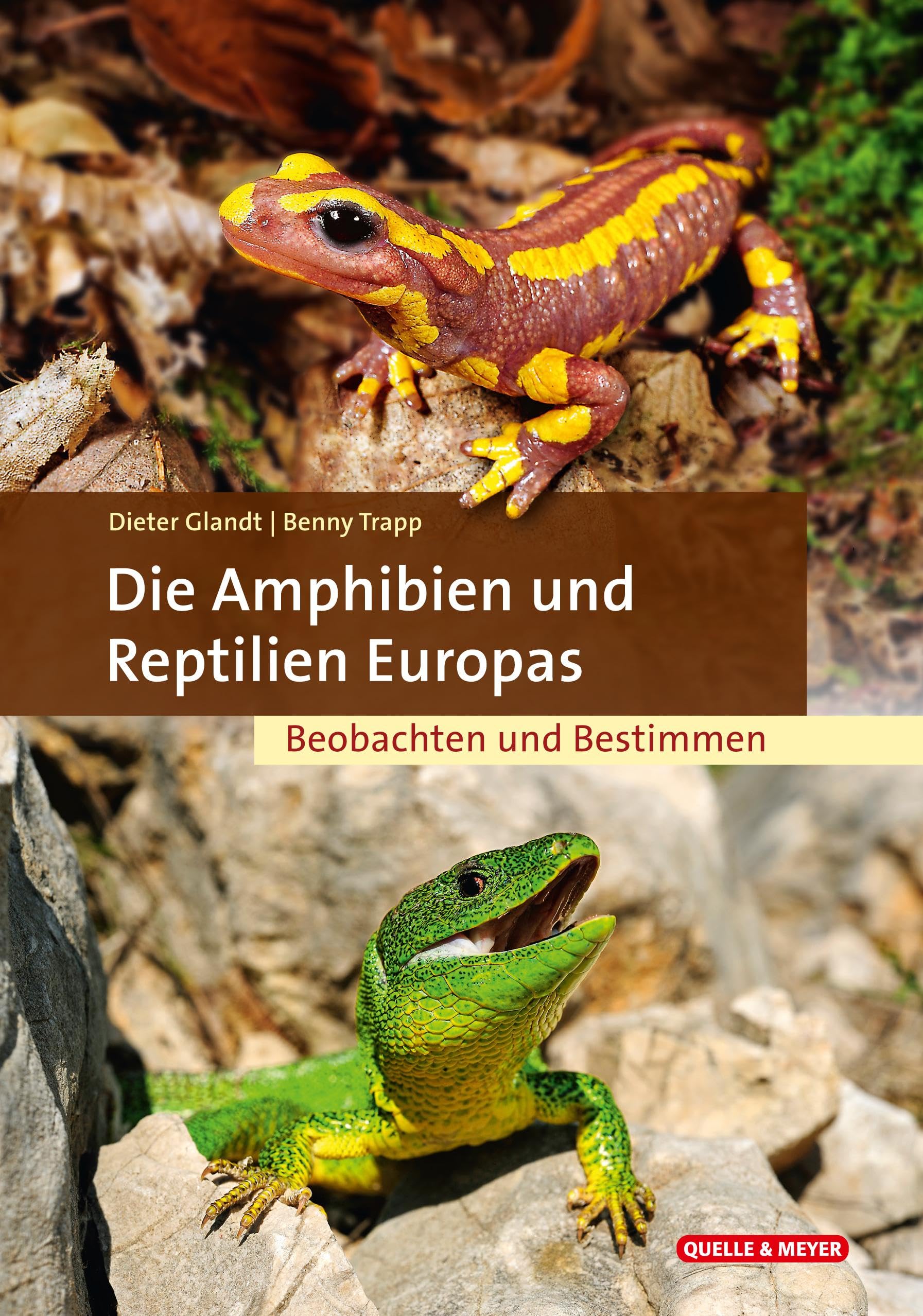 Die Amphibien und Reptilien Europas: Beobachten und Bestimmen