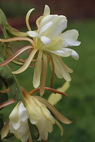 Miniatura 2 de Orquídea 8"-10" Planta de corte fresca Reina de la noche Cactus RIC Rac (blanco)