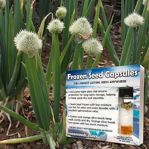 Cebolla galesa (Allium fistulosum) - Cultiva ahora o almacena para futuras plantaciones - Cápsula de 20 semillas