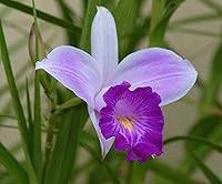 Vista 5 de Hawaiian Tropical Orquídea de bambú planta 2Rooted bombillas (5unidades) crecer Hawaii