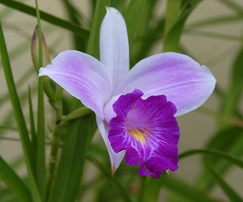 Miniatura 2 de Hawaiian Tropical planta de orquídea bambú ~ 2 arraigado bombillas