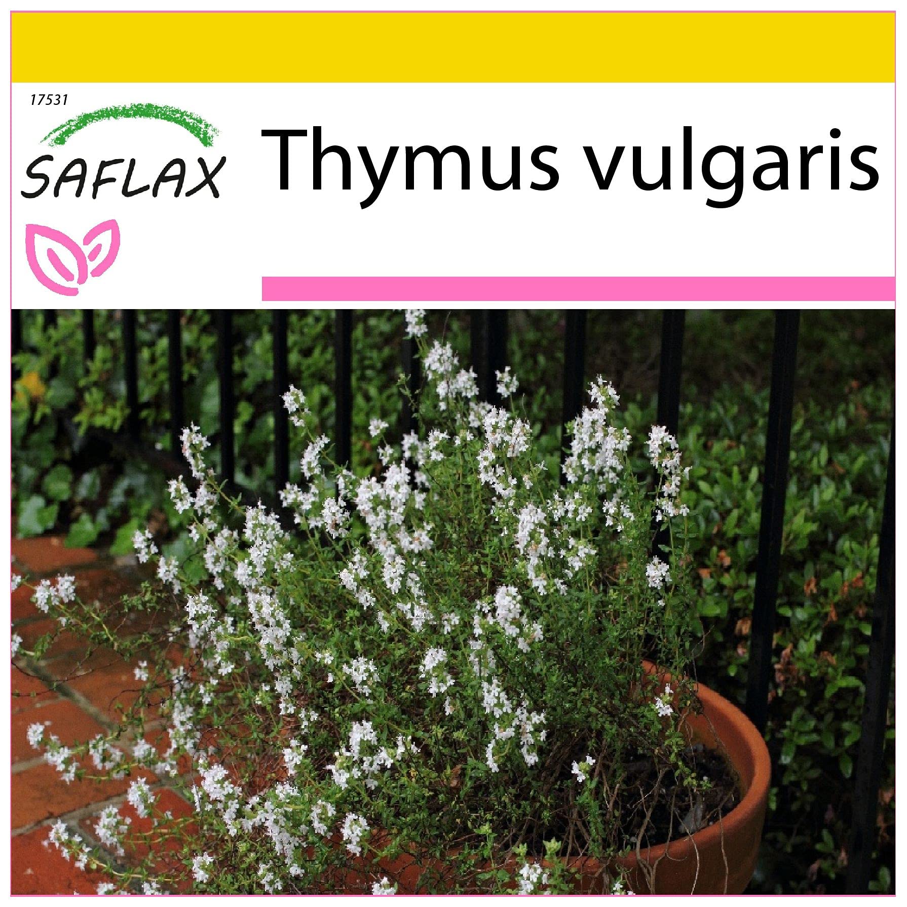 SAFLAX - Potting Set - Common Thyme - 200 Seeds - Thymus vulgaris