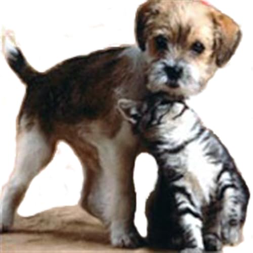 Southport Pet Hospital App