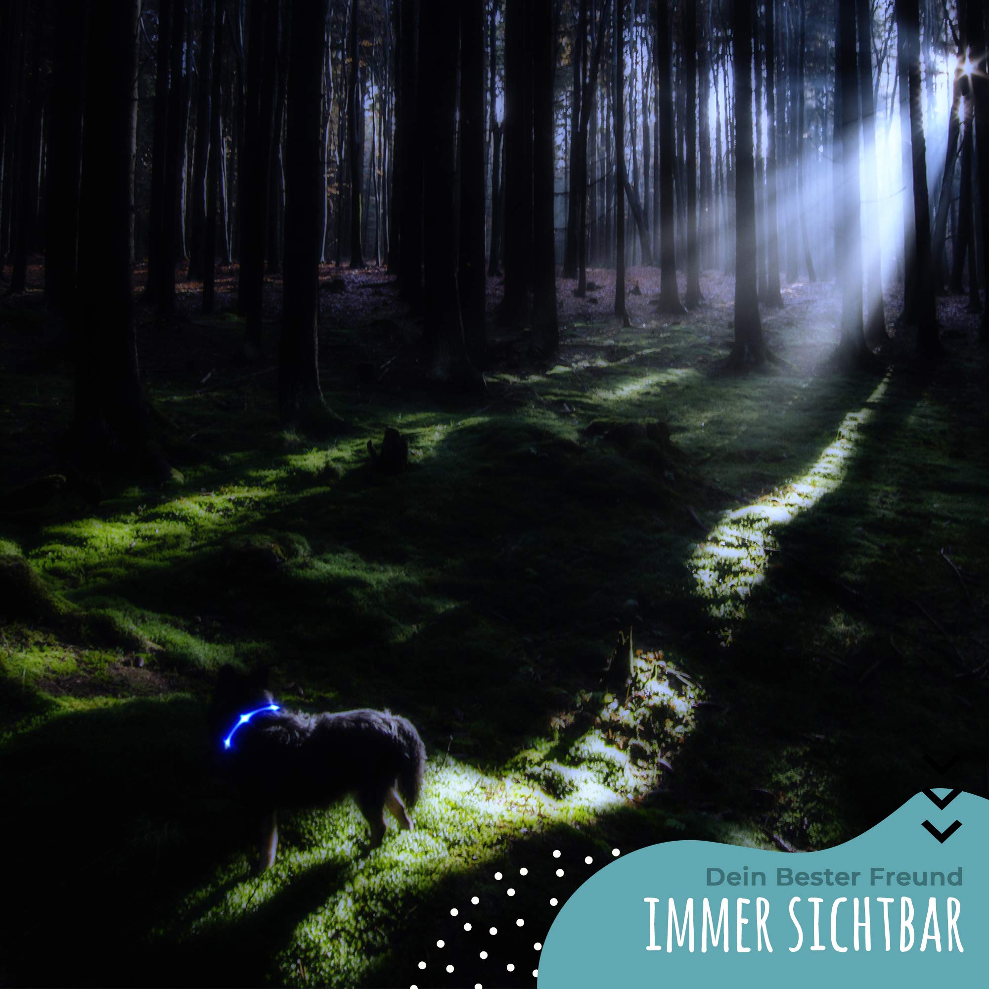 BI International ® Collier pour chien lumineux & rechargeable – LED étanche – Collier & laisse pour chien en nylon renforcé – Sûr grâce au fermoir en métal innovant (XS, rose)