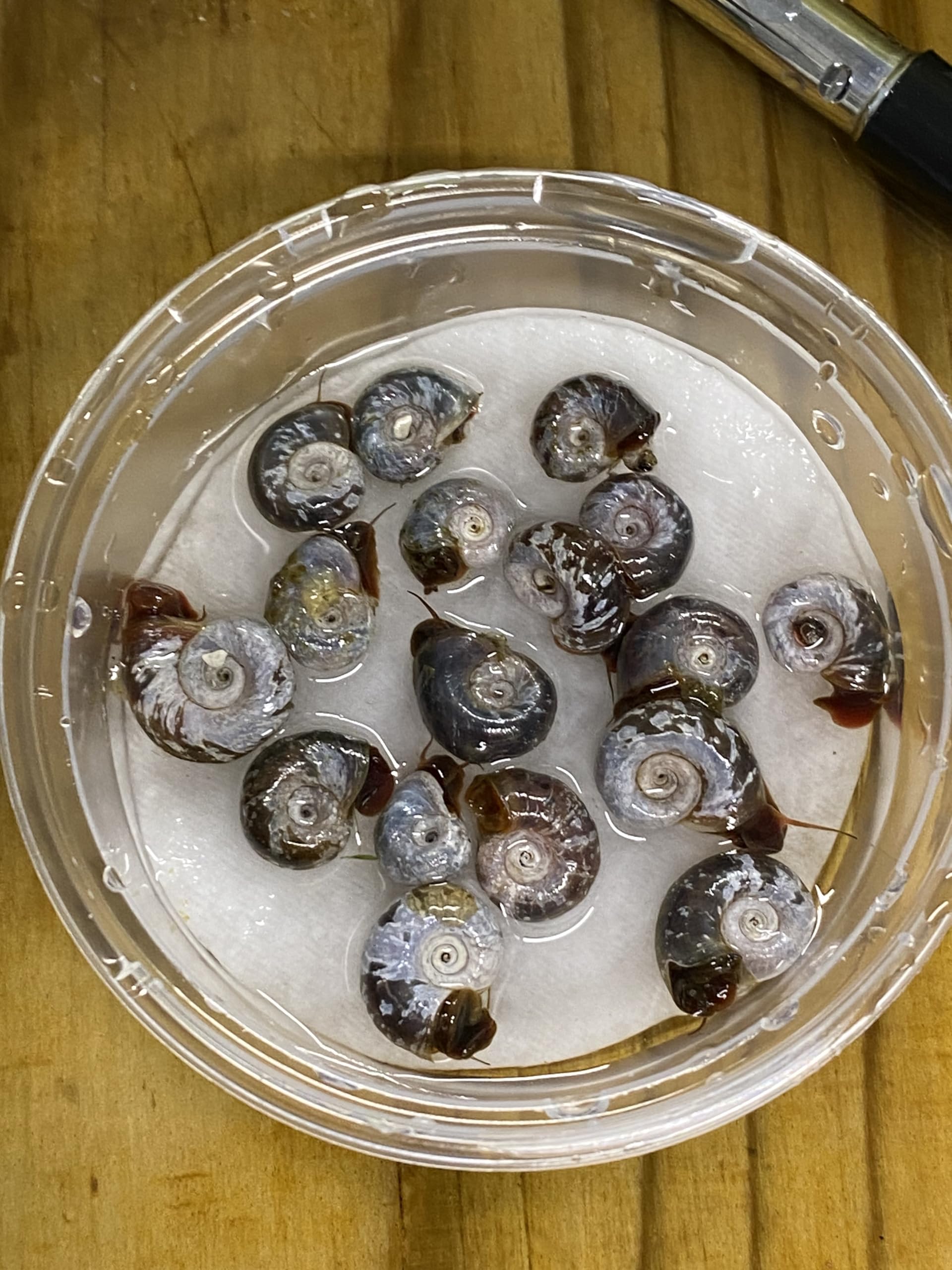 100 x Ramshorn Snails Live Freshwater Aquarium Beta Puffer Fish Food