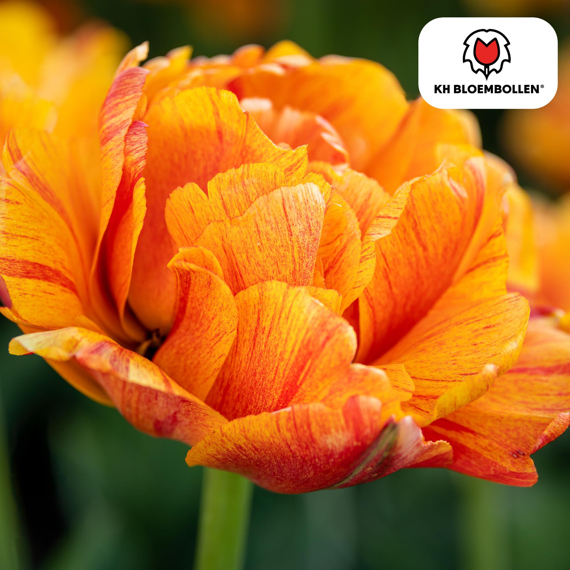 Bulbos Tulipán Gudoshnik Double, para Jardín, Multicolor, Set de 20 Bulbos