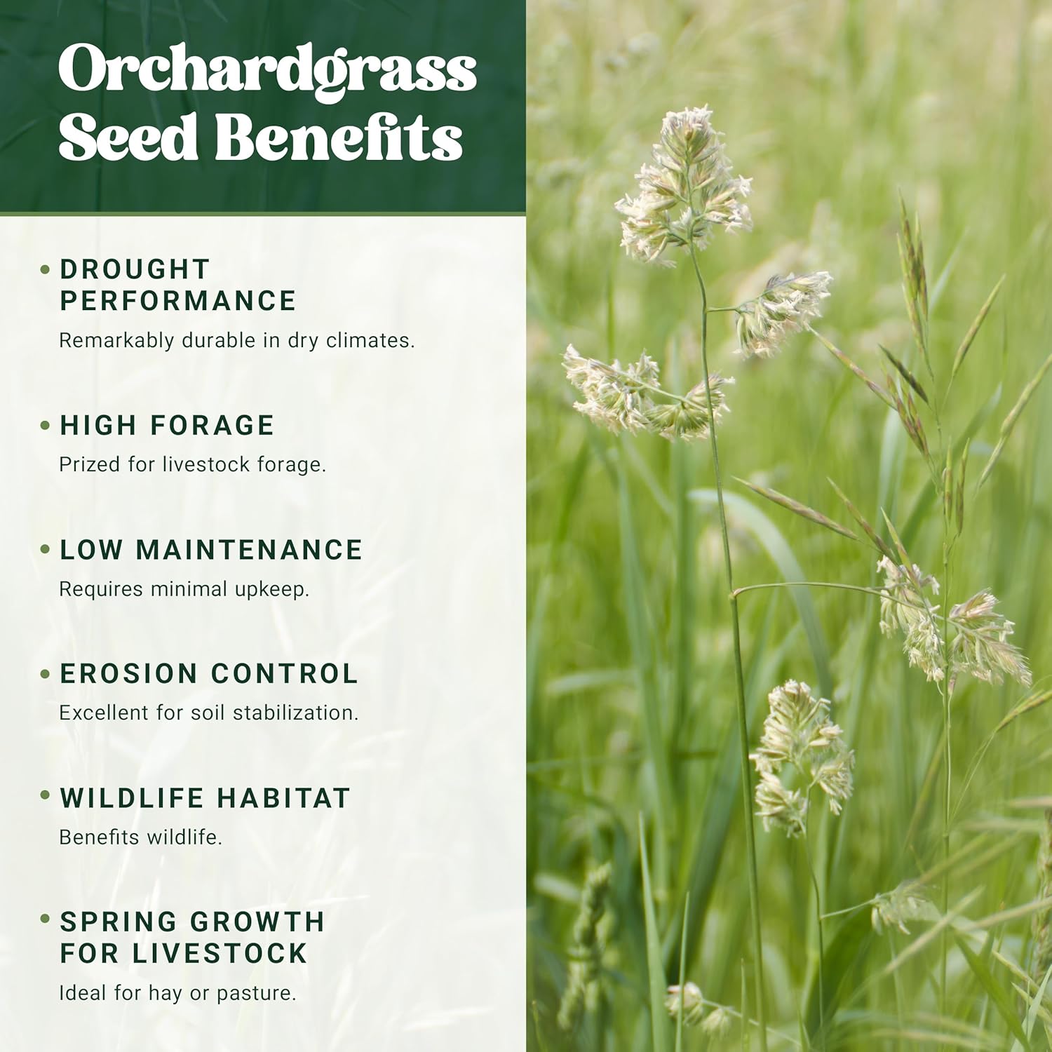 Nature’s Seed Orchardgrass, Pasture Grass Seed, Shade Tolerant, Cool-Season Perennial for Forage, Hay, Cattle, Grazing, 5 lbs