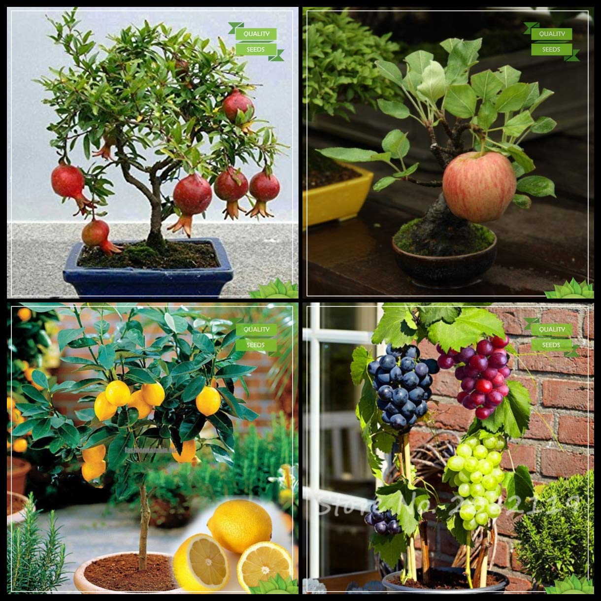 Creative Farmer Best Seeds Combo Fruit Bonsai Suitable : Pomagranate Dwarf, Apple, Lemon Fruit, Grape Fruit Bonsai SuitableKitchen Garden Pack (B07HTKX1Y3) Amazon Price History, Amazon Price Tracker