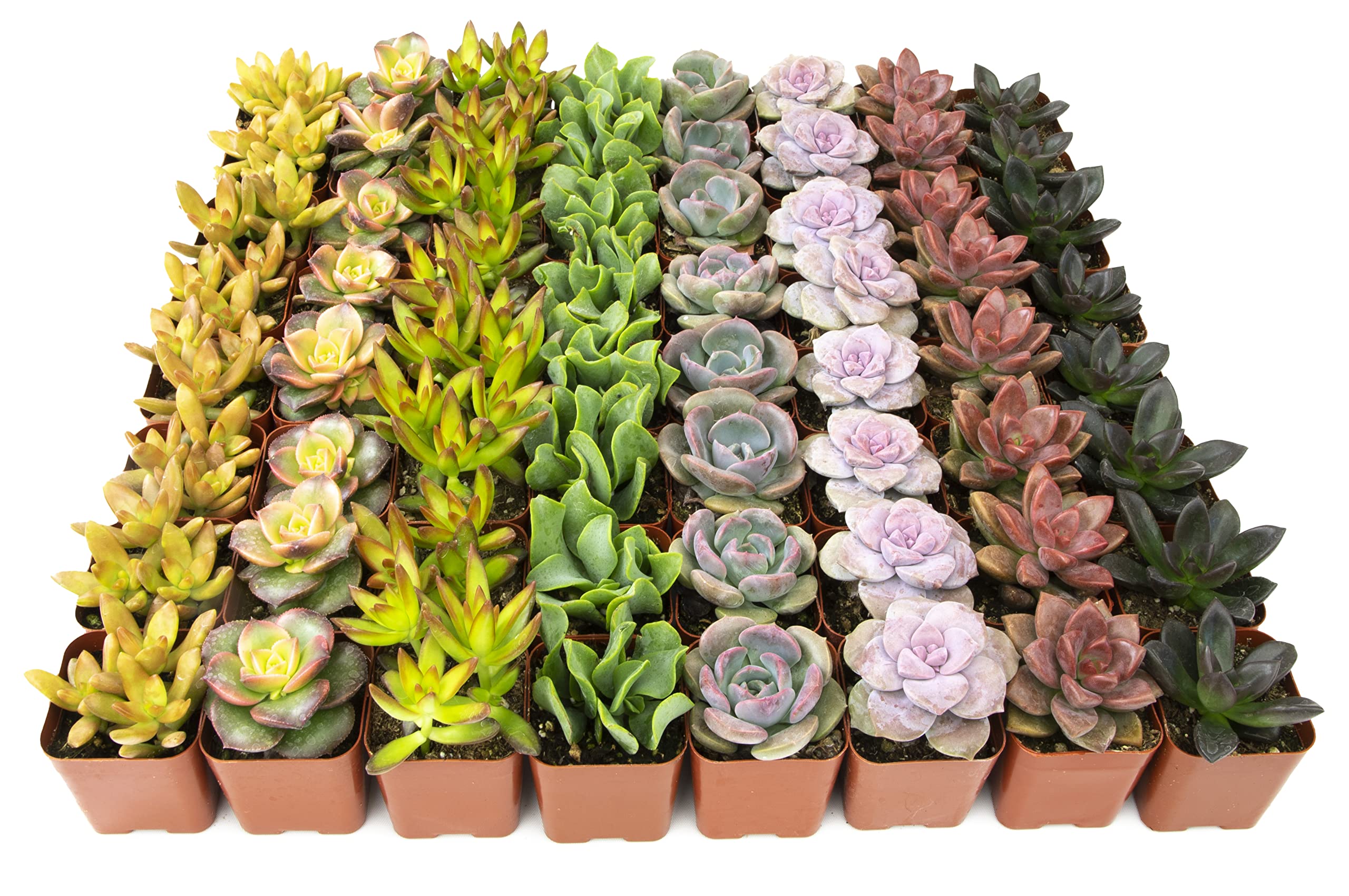 ⚡️SALE Bundle of Succulent Plant Leaves for Propagation 5 ☆ very popular
