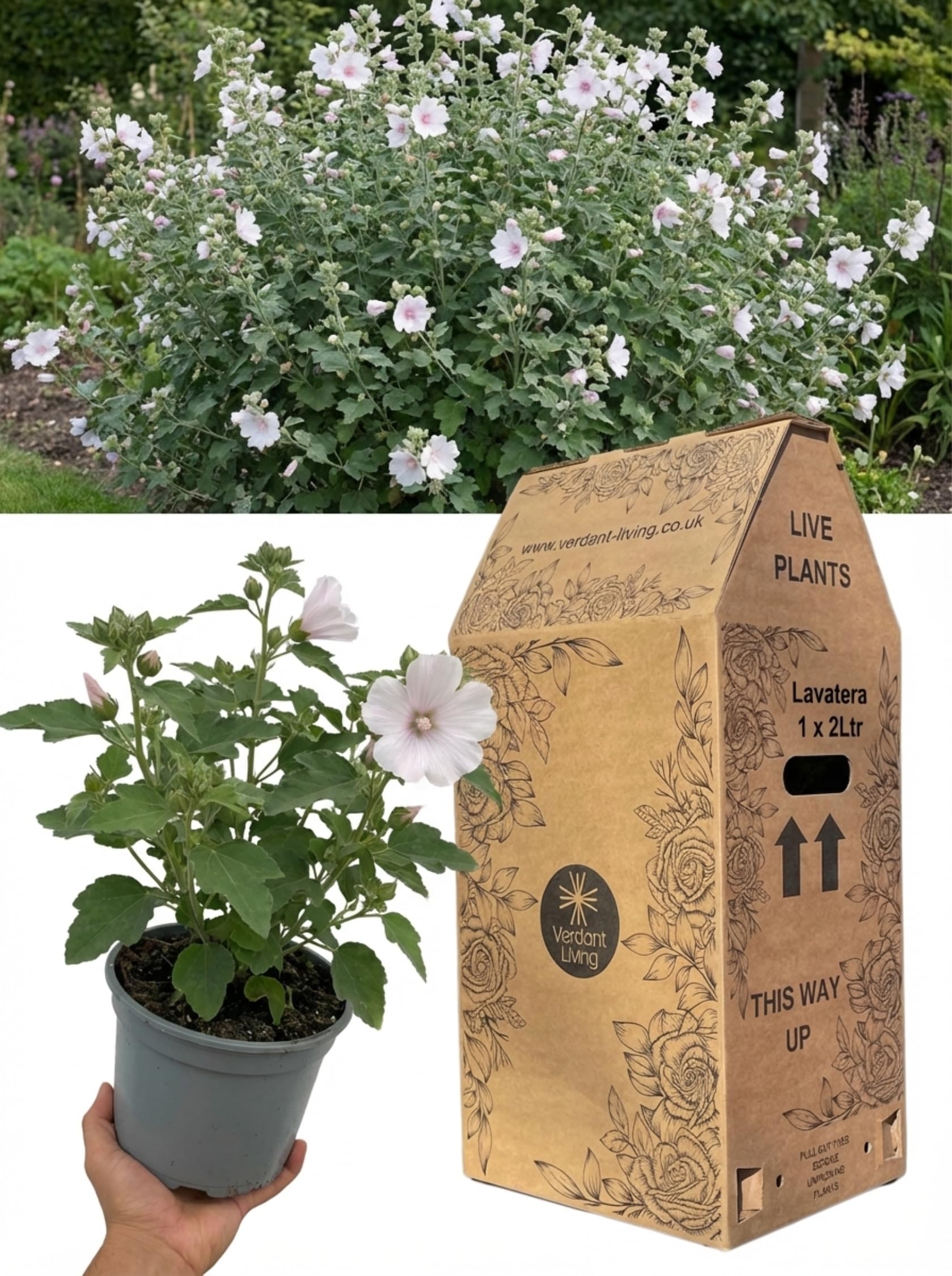 Lavatera Barnsley Baby Plant in 2Ltr Pot – Pink Mallow Flowering Shrub, Hardy Perennial for Cottage Garden, Borders, Patio – Fast Growing, Bee Friendly, Easy Care, Summer Flowers, UK Grown