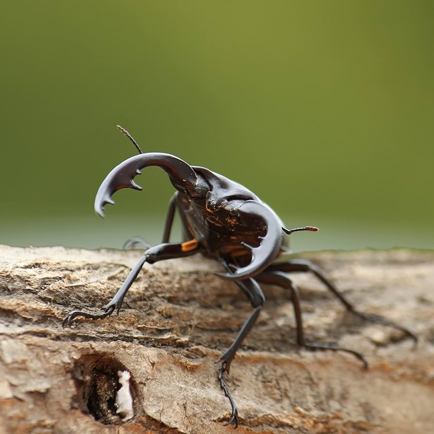 南アメリカのオニカミキリの1種・ペア 南アメリカのオニカミキリ