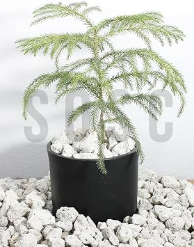 SOSC Natural Volcanic White Lava Stone, Decorative Pumice Stone, 2-4 cm, 5 Liters, Drain Regulator, Plant Soil Moisturizer