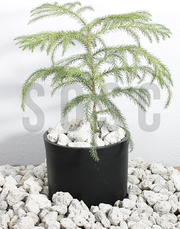 SOSC Natural Volcanic White Lava Stone, Decorative Pumice Stone, 2-4 cm, 5 Liters, Drain Regulator, Plant Soil Moisturizer
