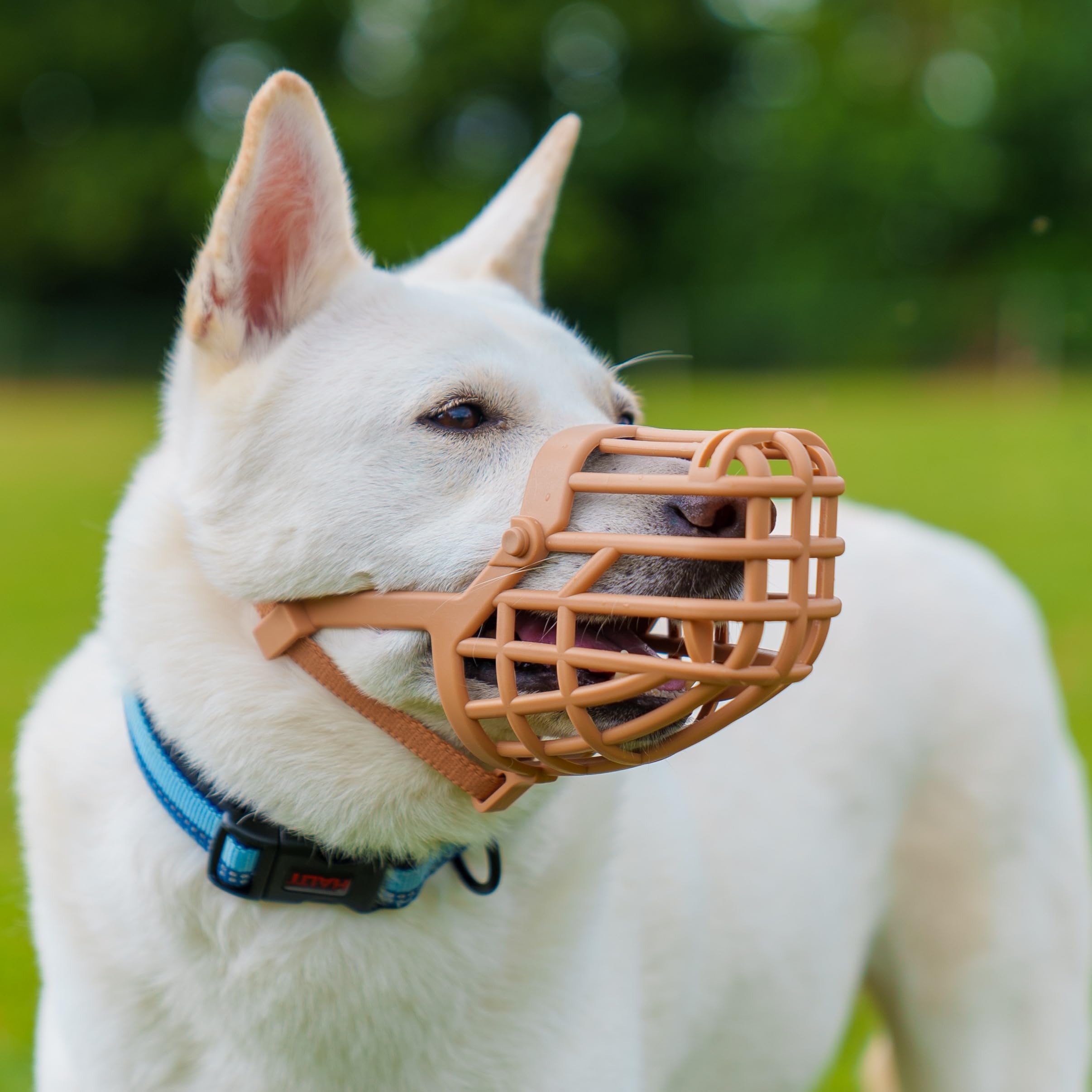 MUSELIÈRE PANIER BASKERVILLE CLASSIC - Laisse le chien boire/haleter, l’empêche de mordre/faire les poubelles, idéal pour les chiens à long museau, respirante, pour les grands chiens (Taille 10)