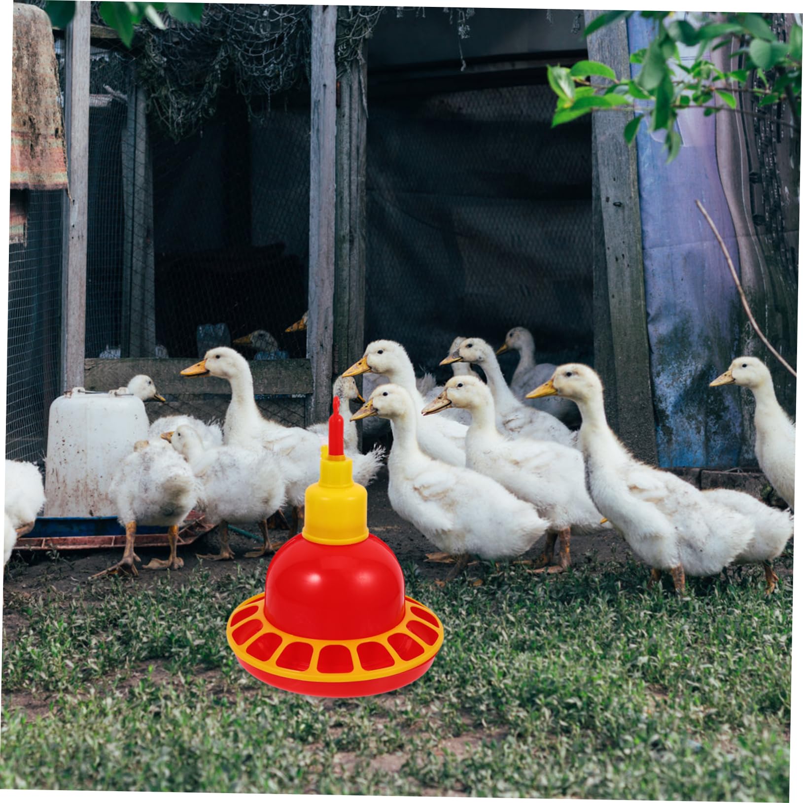 Abbeveratoio Automatico per Polli e Colombi in Pp Resistente, Design Arrotondato Unico, Facile da Pulire, per Uso Domestico e Negozi di Animali