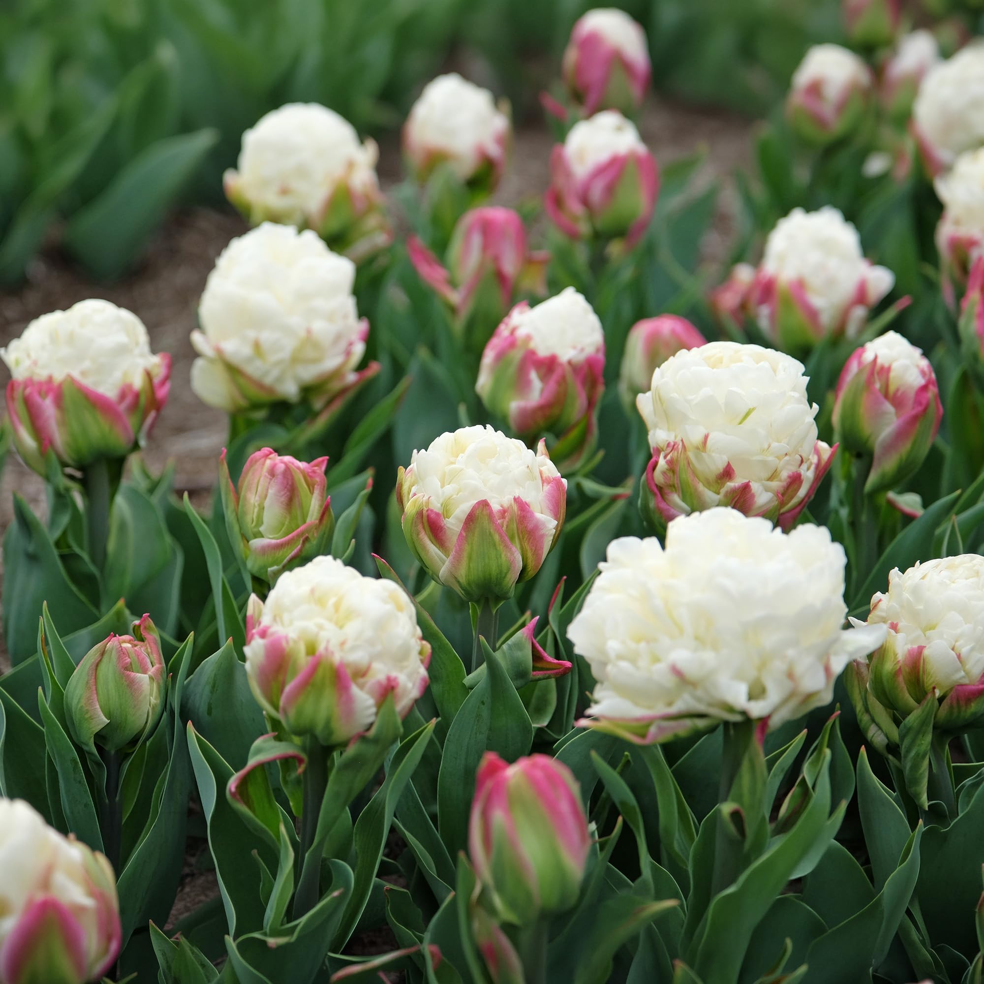 Tulipano Ice Cream - Bulbi Perenni da Piantare in Autunno