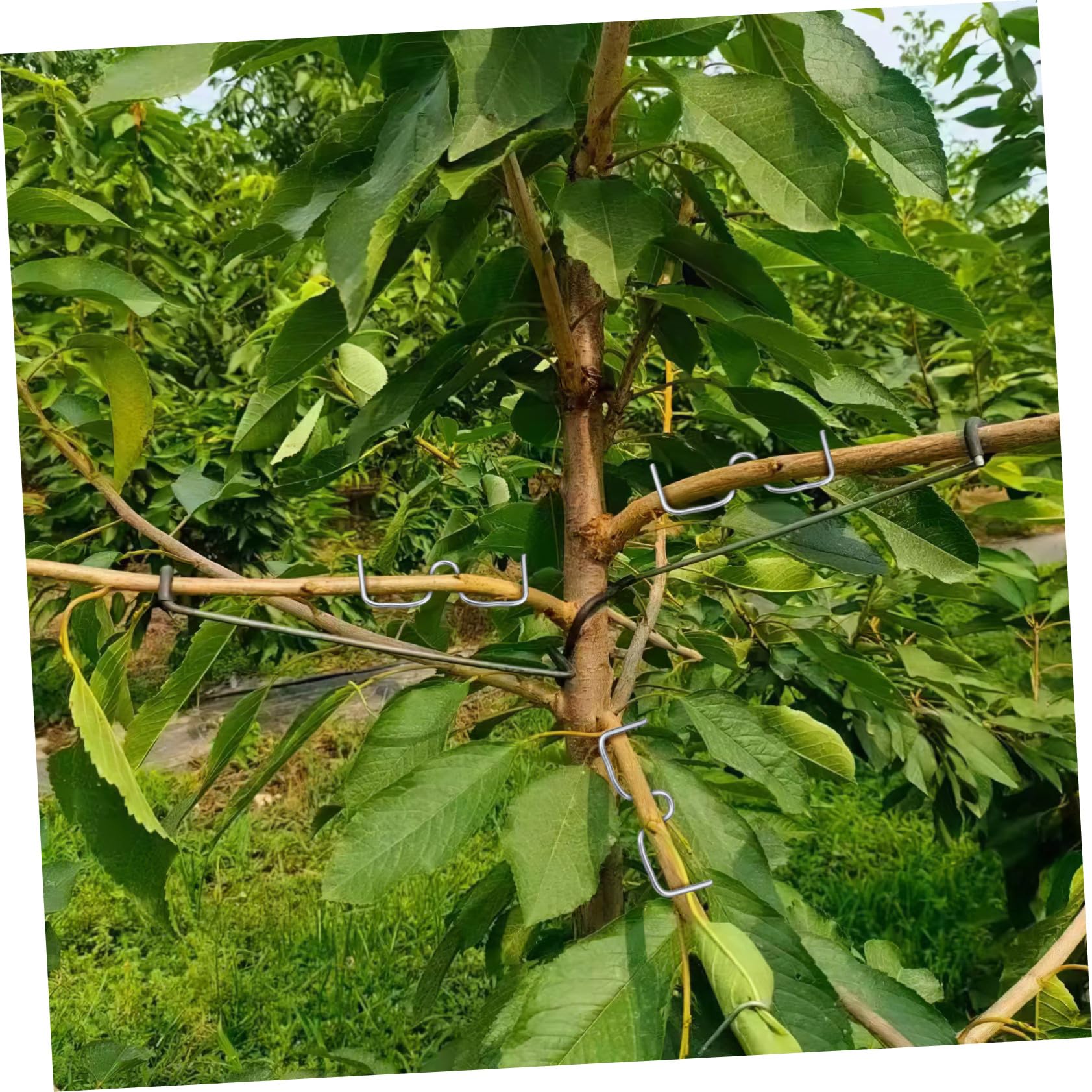 Toddmomy Baumzweigspreizer Und Astverteiler Für Obstbäume Gartenzweigklemmen Aus Kaltverzinktem Draht Baumformungswerkzeug Pflanzenausrichtung Und Wasserverteilung