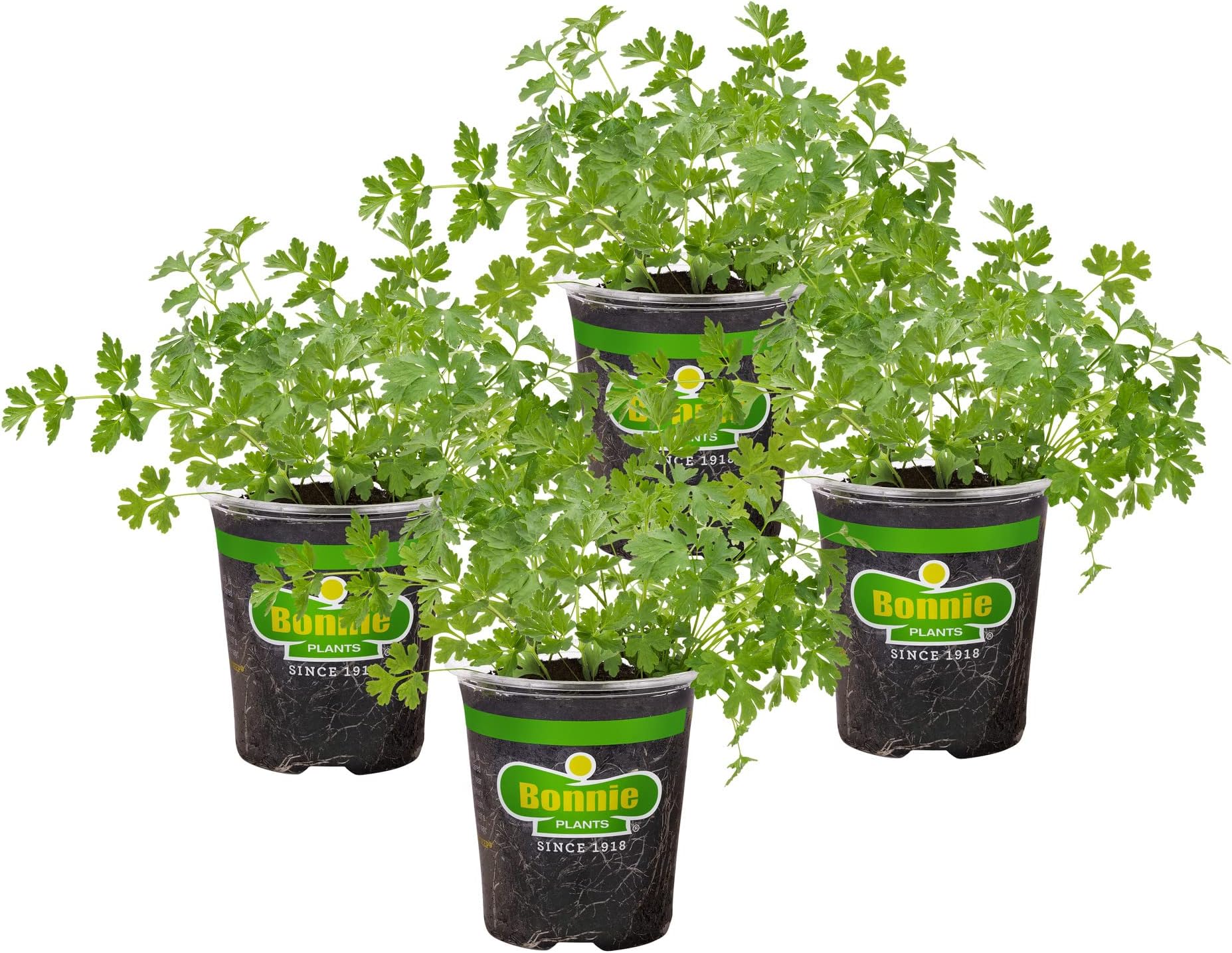 Bonnie Plants Flat Italian Parsley Live Herb Plants - 4 Pack, Biennial, Non-GMO, Garnish, Seasoning, Salads, Palate Cleanser
