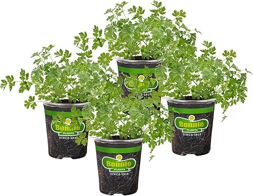 Bonnie Plants Plantas de hierbas vivas de perejil italiano plano, paquete de 4, bienal, sin OMG, adornar, condimentos, ensaladas, limpiador de