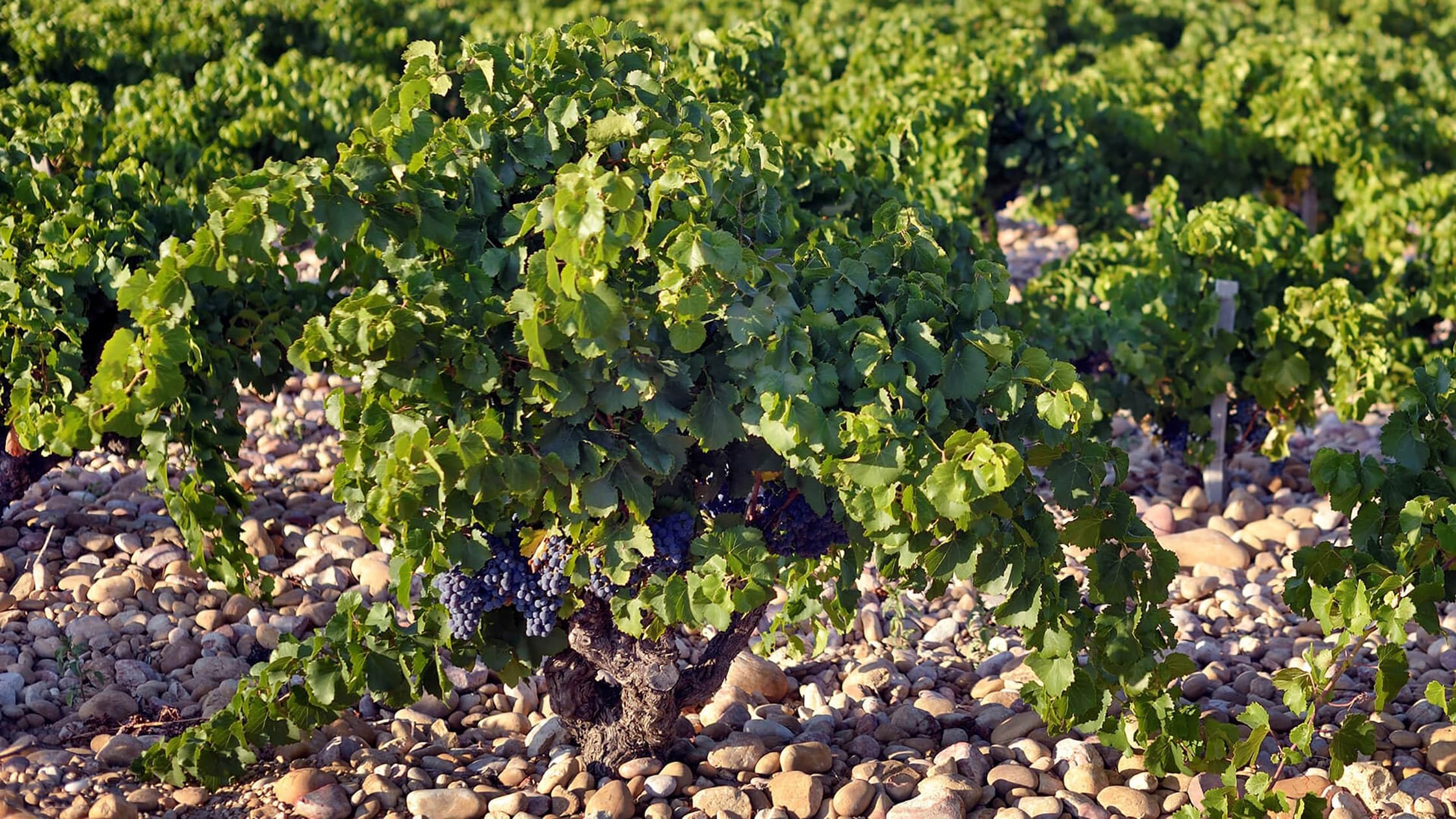 Château Mont-Redon Châteauneuf du Pape Rouge (1 x 0.75 l)