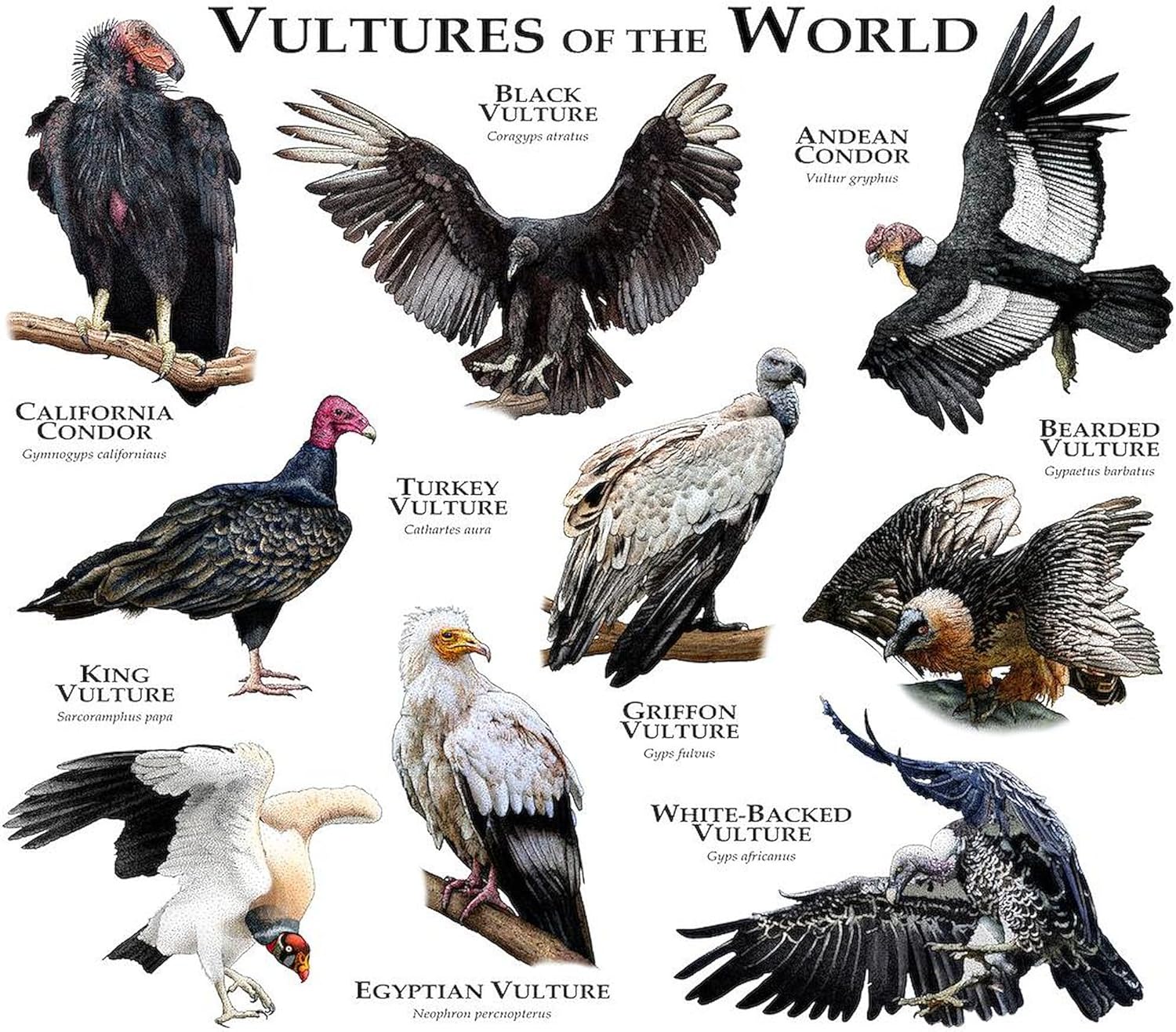 CafePress Vultures of The World Throw Blanket Super Soft Fleece Plush Throw Blanket, 60"x50"
