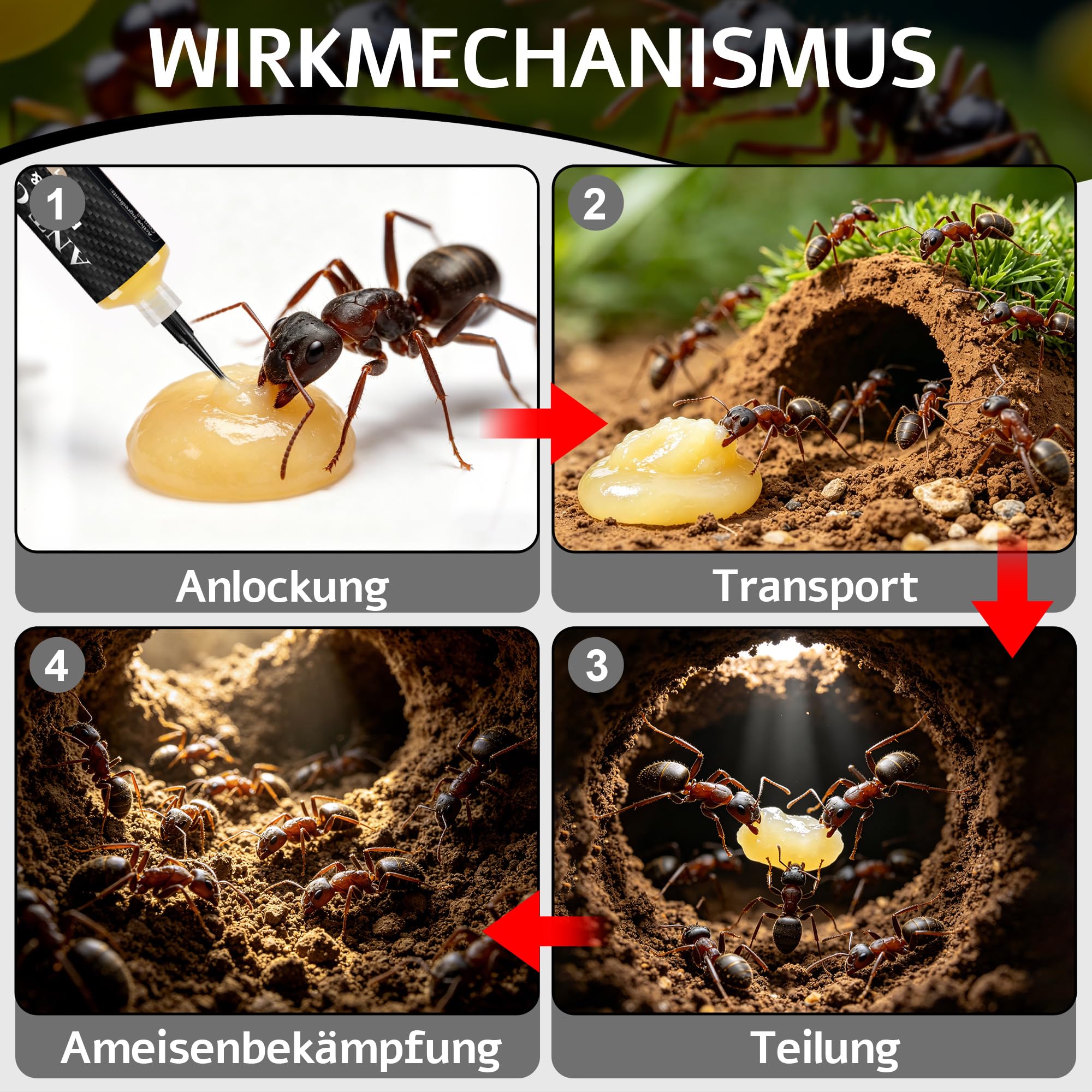 4 Stück Ameisen-Boxen-Gel für Effektive in Innenräumen, 4 * 30G Ameisenköderdose Geruchslos, Sicher für Kinder & Haustiere