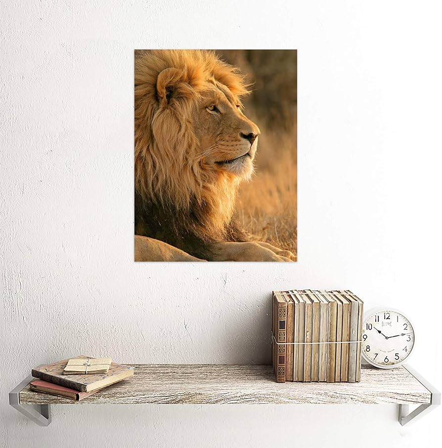 Amazon.com: Wee Blue Coo Big African Lion Sitting Sun Unframed