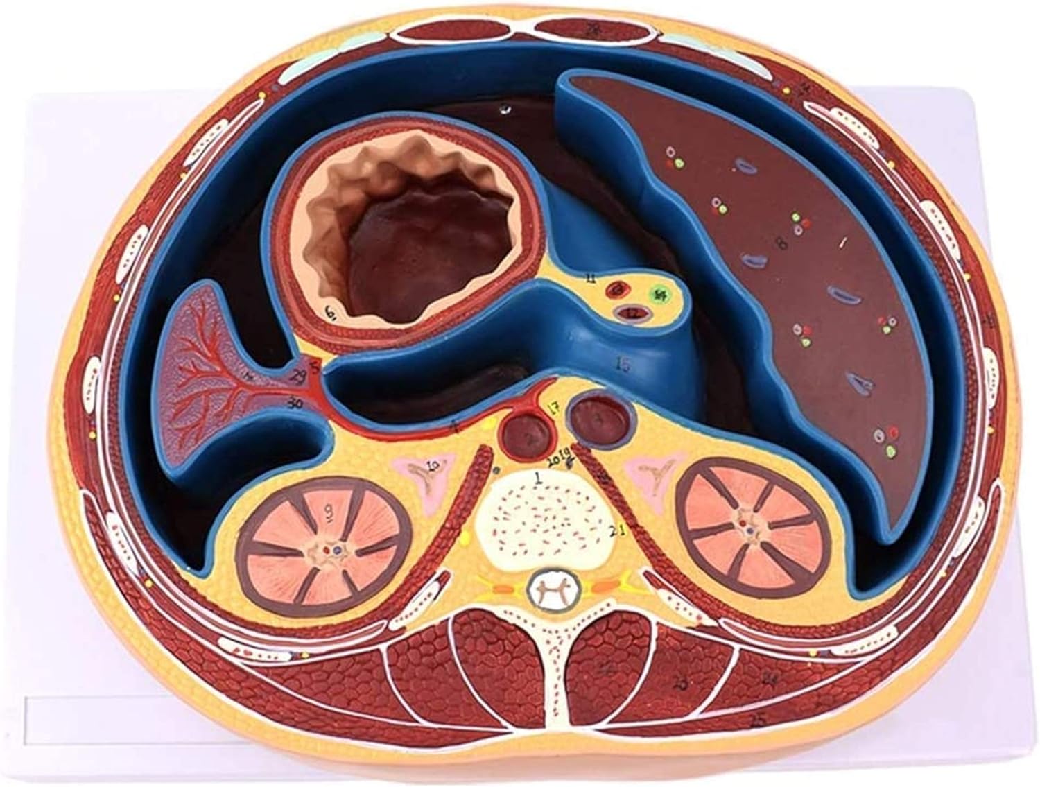 Modelo de estudio Modelo educativo Modelo de abdomen humano - Médicos anatómicos de la estructura de la cápsula de la membrana anatómica - Modelo de abdomen del modelo anatómico del órgano humano - pa