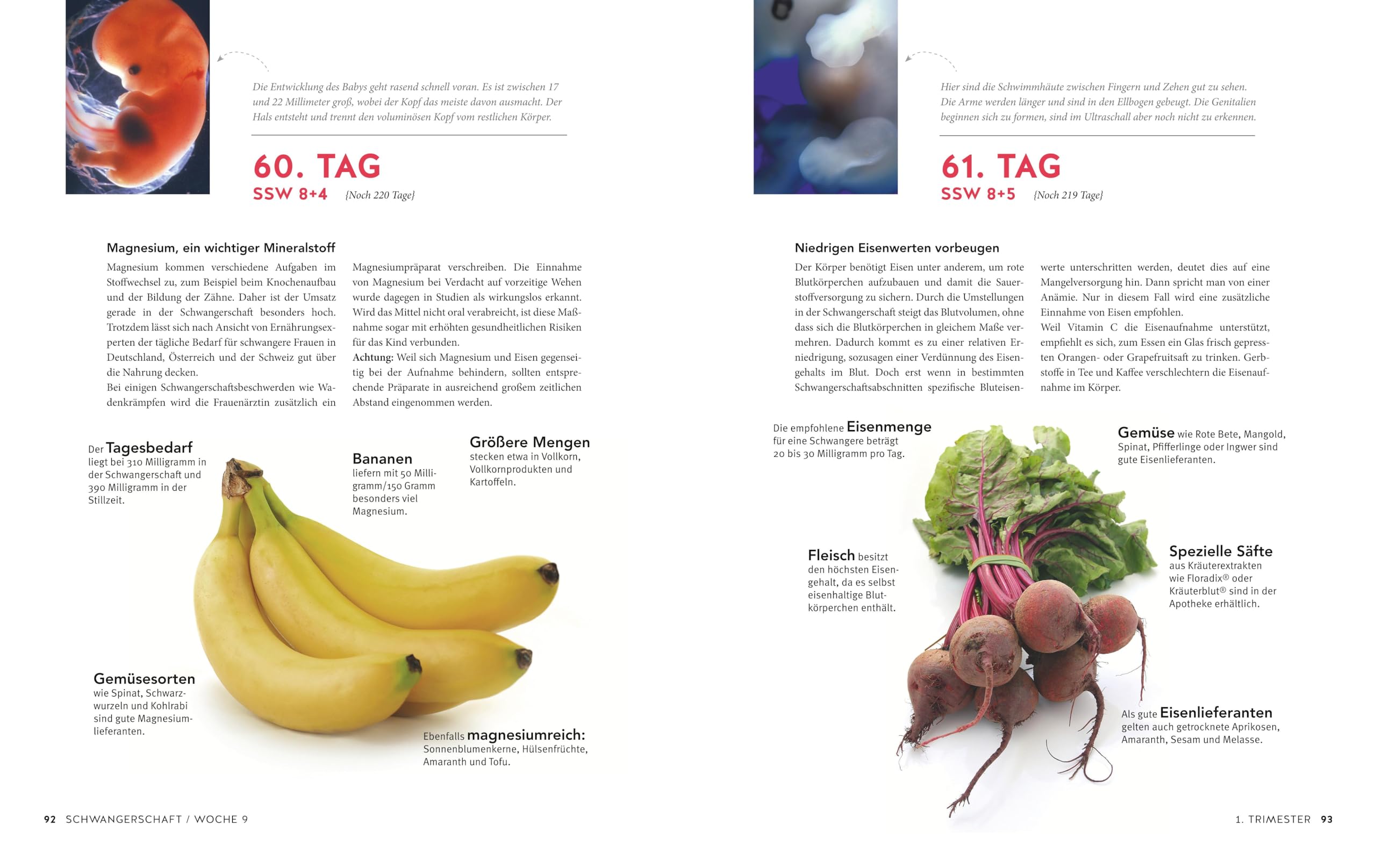 Tag für Tag durch meine Schwangerschaft: Faszinierende Bilder, umfassender Rat, spannende Infos