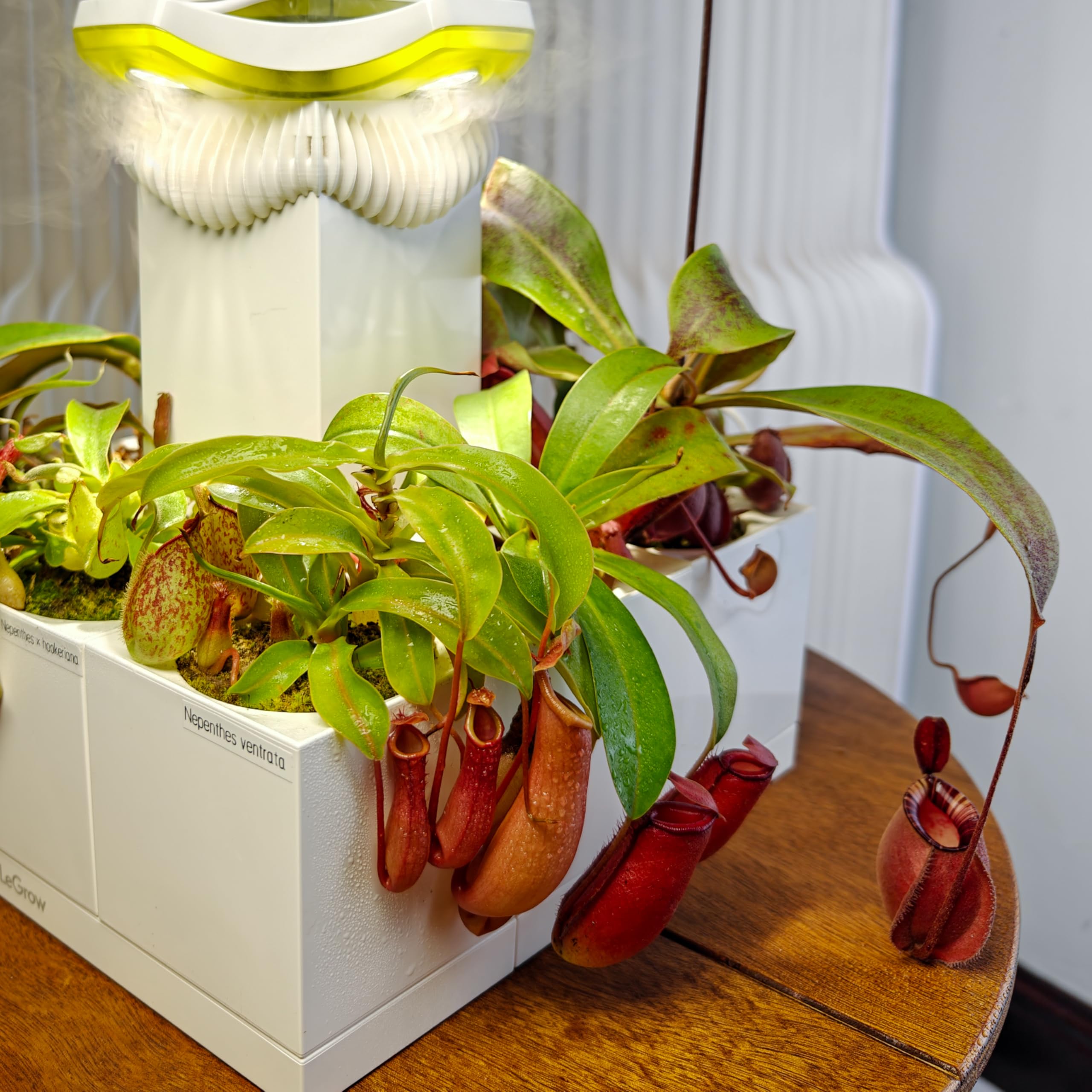 LeGrow Nepenthes Zestaw do terrarium – mięsożerna konfiguracja roślin z oświetleniem LED i nawilżaczem, bez żywej rośliny, prezent przyjazny dla początkujących