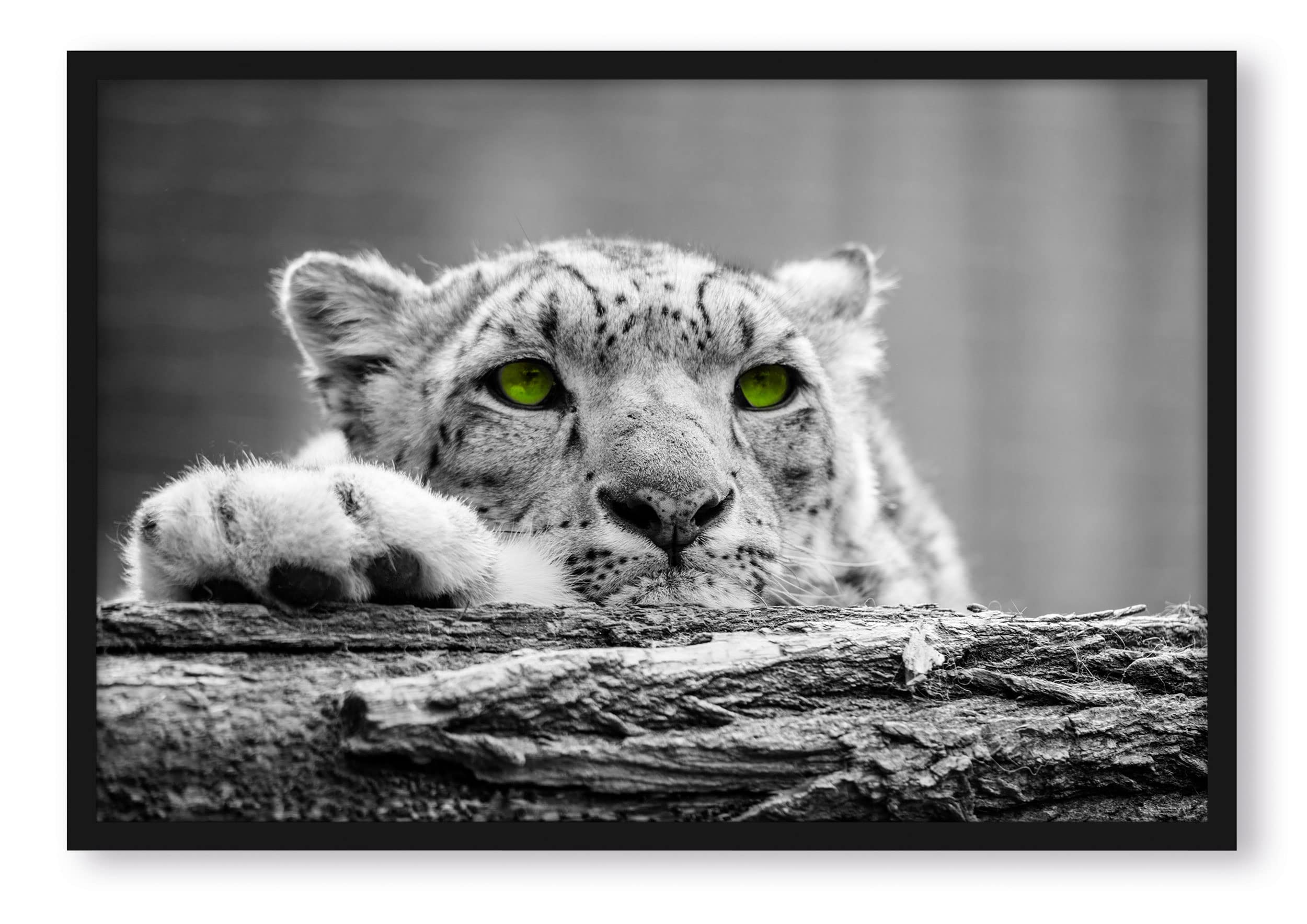 Bellissimo ghepardo con occhi verdi, poster in cornice, formato: 100 x 70 cm, stampa artistica incorniciata
