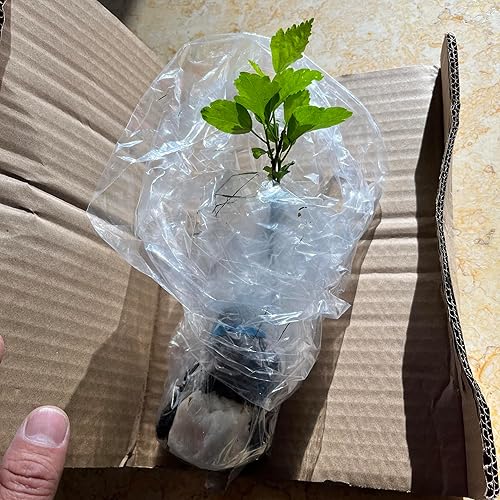 Miniatura 5 de Rose of Sharon Hibiscus - Planta viva orgánica con trasplante de raíces Arbusto Temporada de otoño e invierno: sin hojas. Espere que la planta cobra