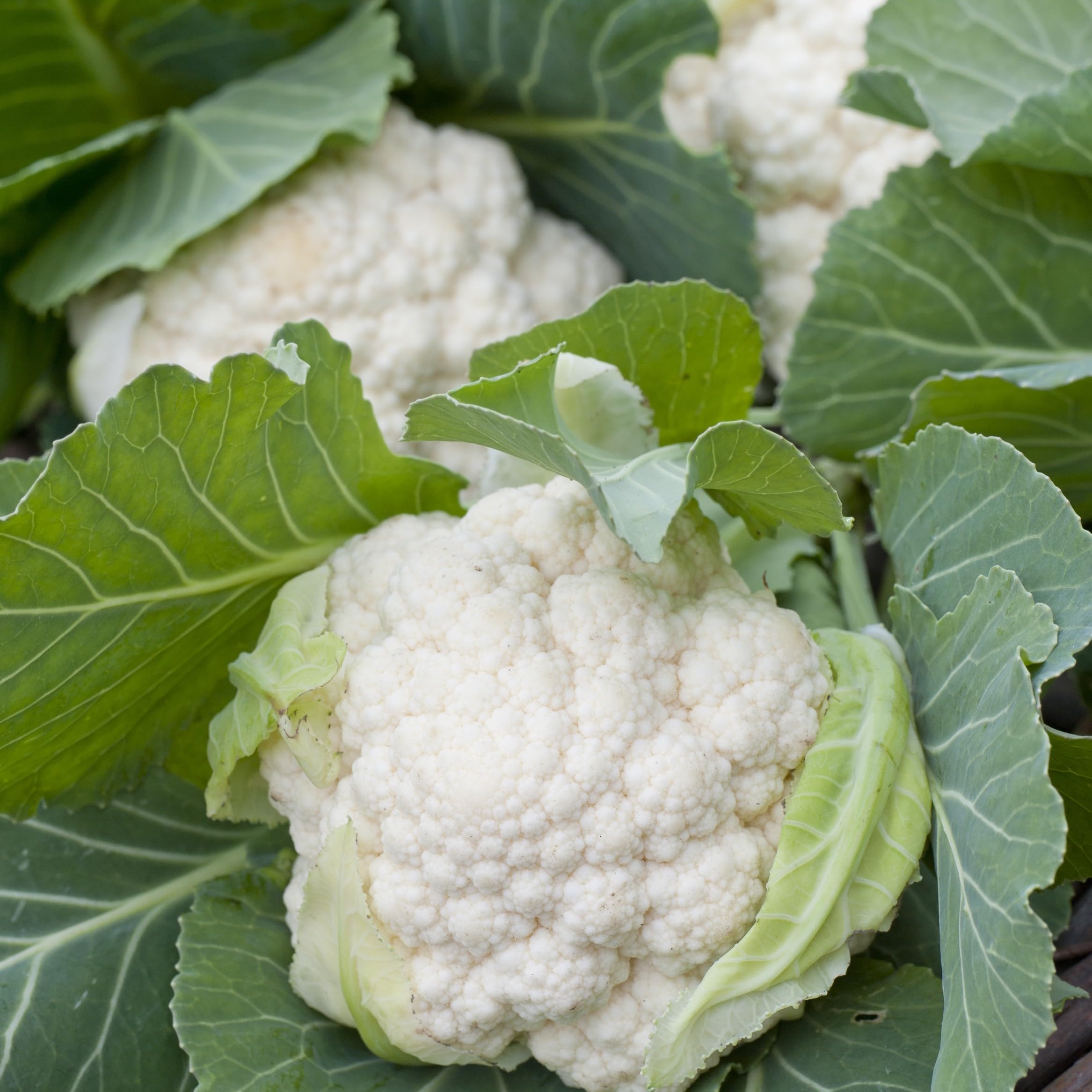 PREMIER SEEDS DIRECT - Cauliflower Seeds - White Excel F1 (300 Seeds)