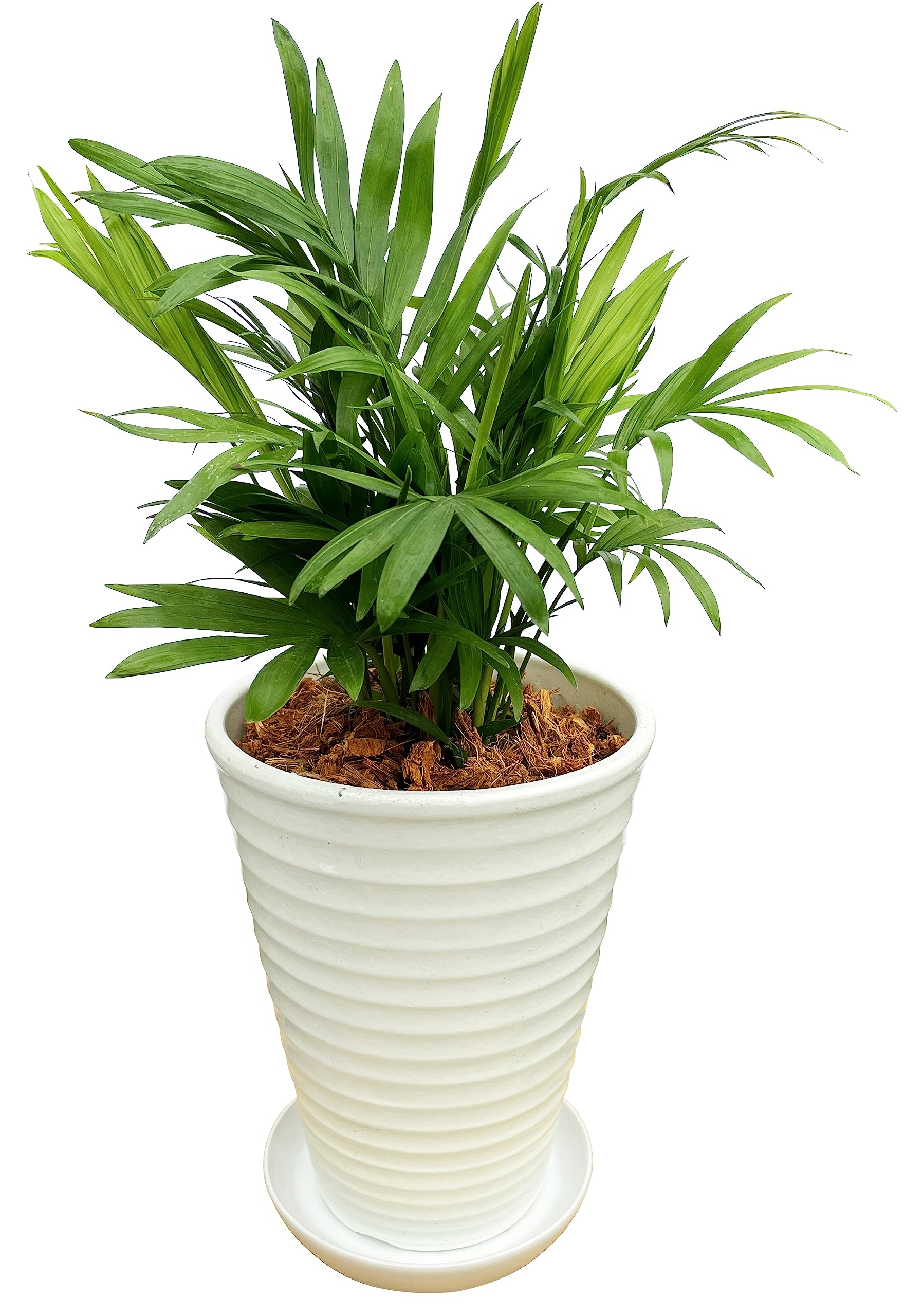 マニラヤシ。観葉植物 。鉢ごと無料で発送致します。 マニラヤシ。観葉植物鉢ごと無料で発送致します。 マニラヤシ