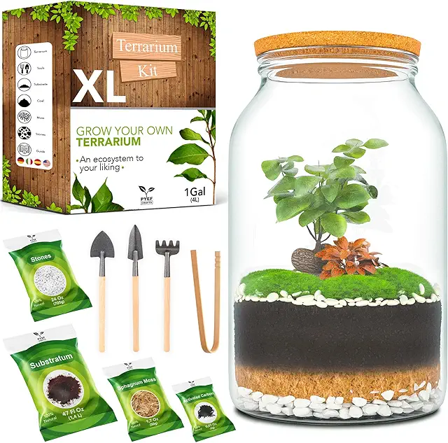 XL DIY Terrarium Set with 4L Glass Bottle - Plant in Terrarium